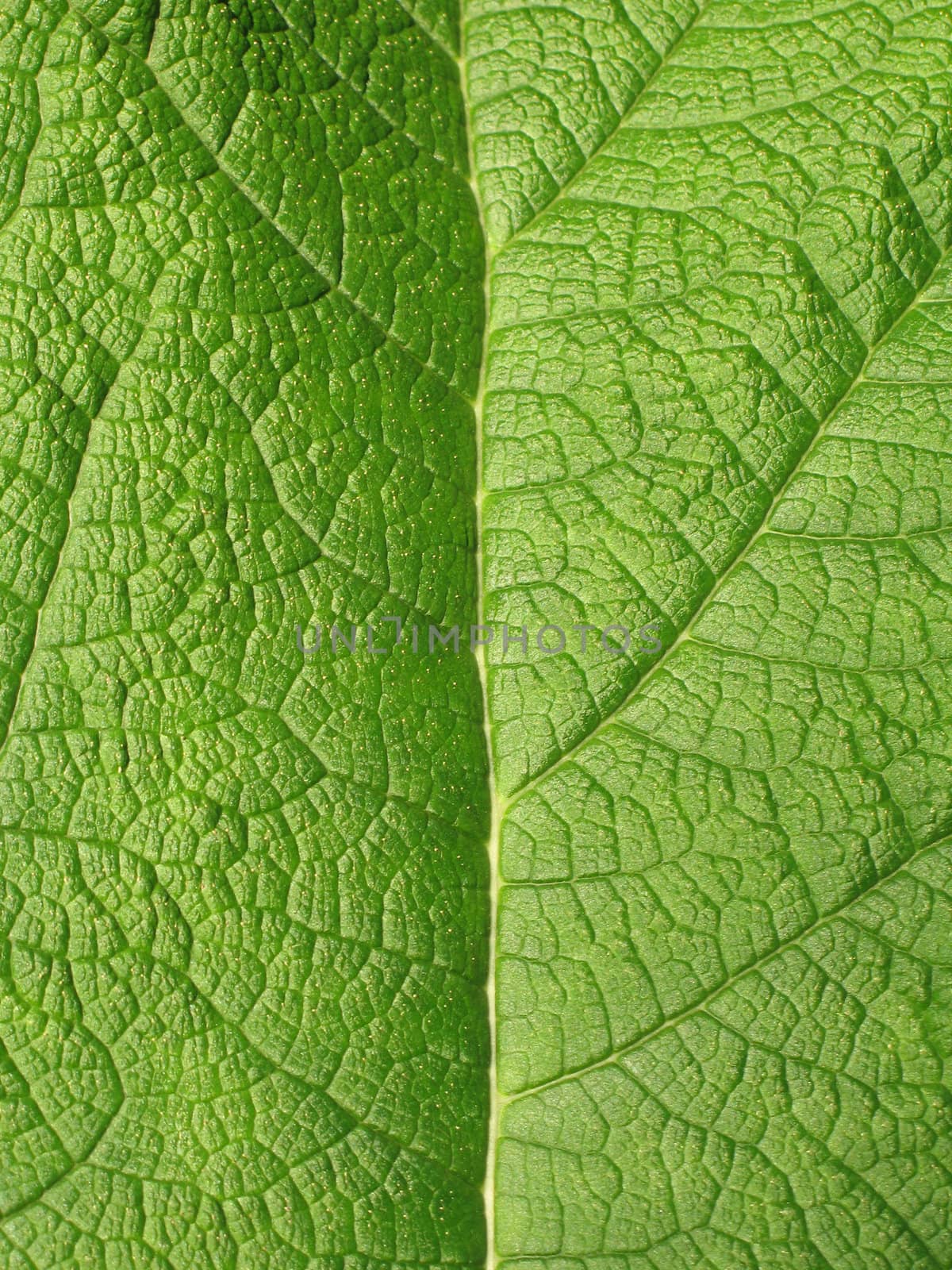 green leaf close-up
