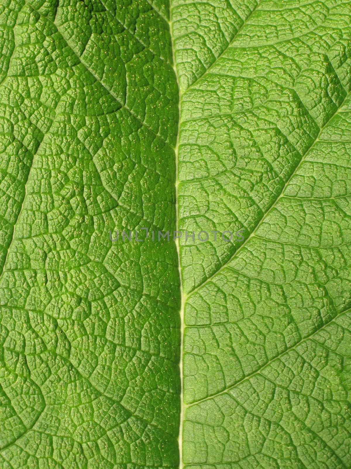 green leaf close-up by mmm