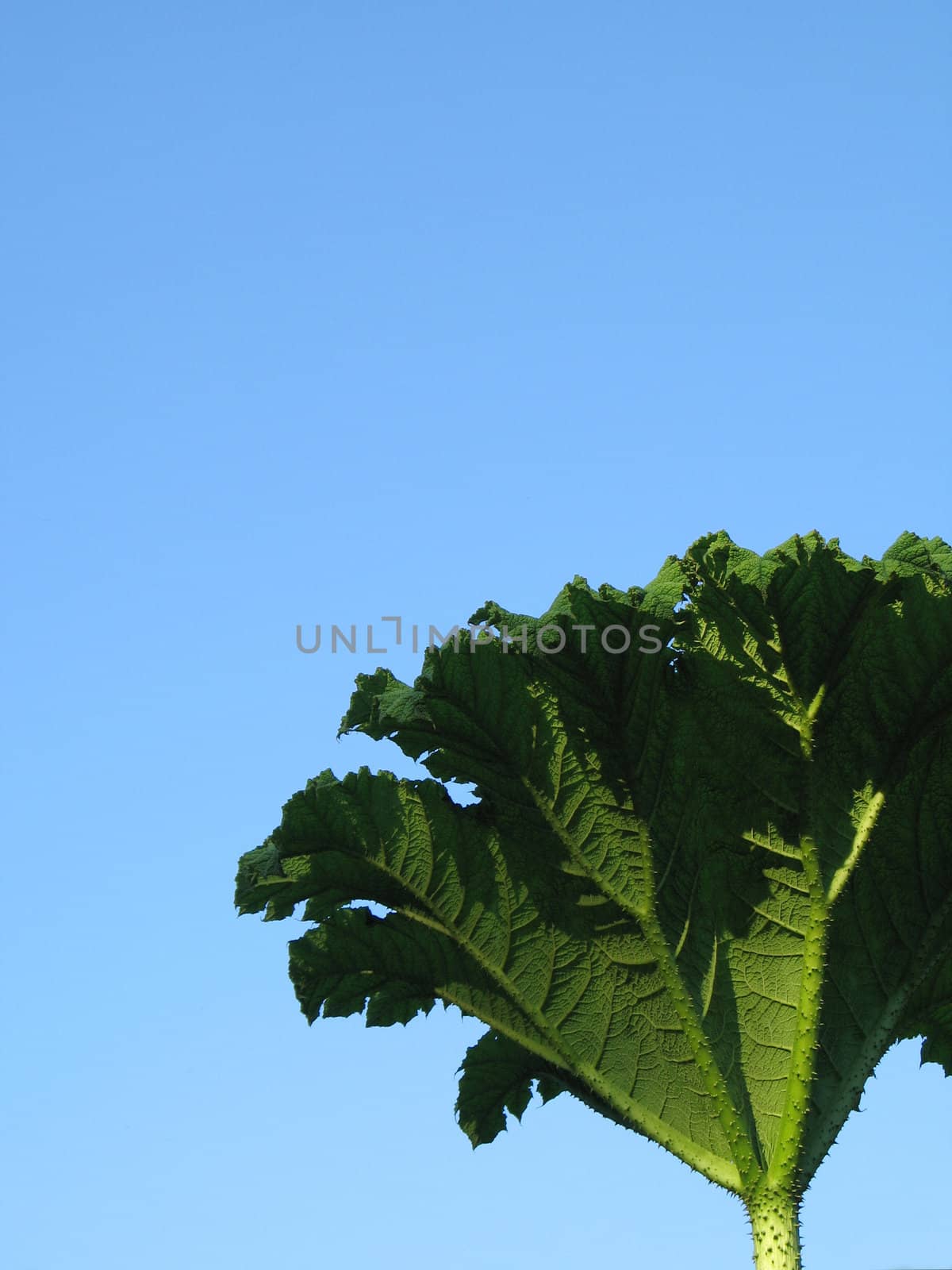 green leaf close-up by mmm
