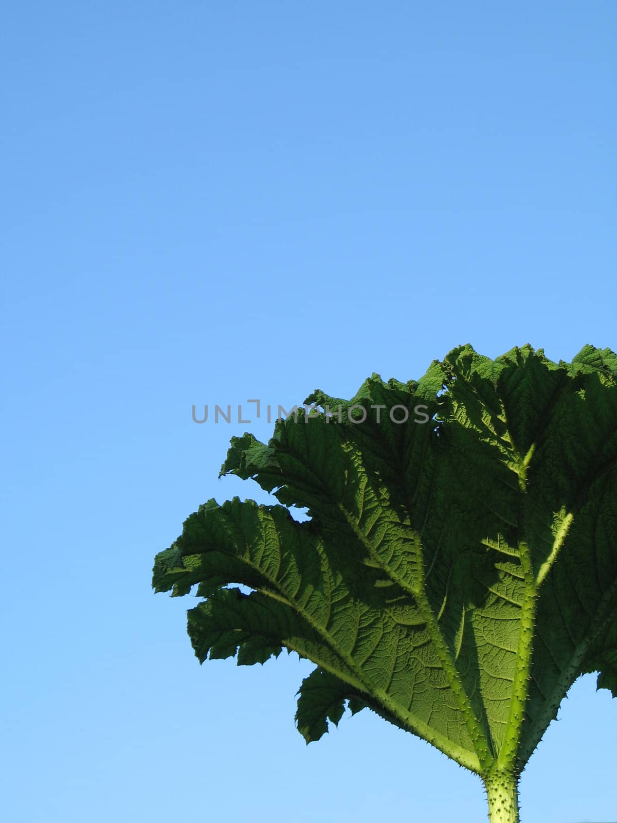 green leaf close-up