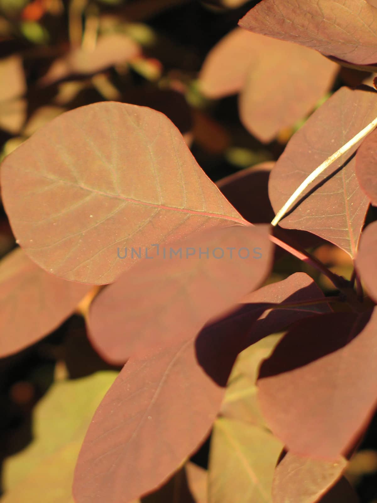 brown leaves by mmm