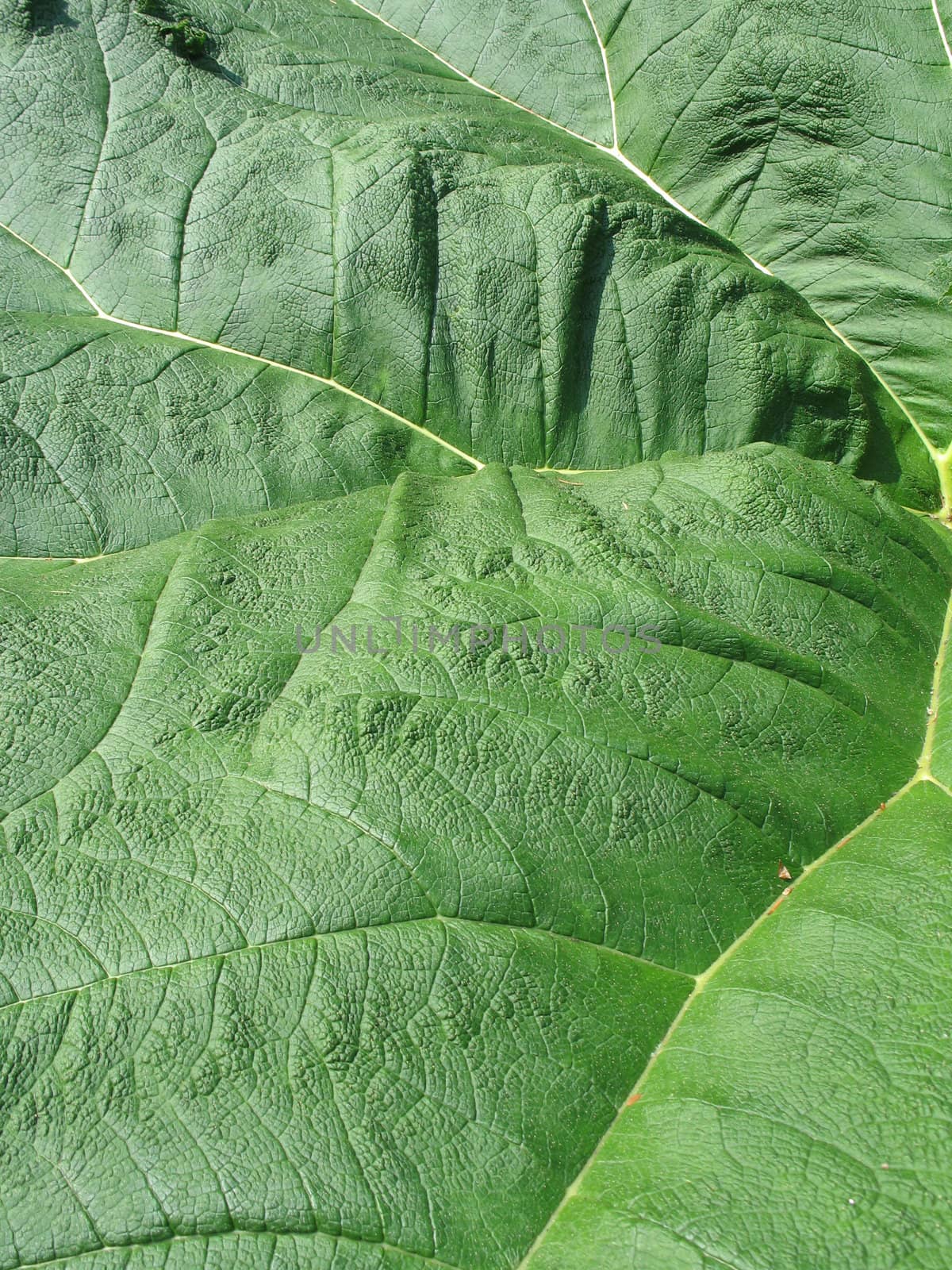 green leaf close-up