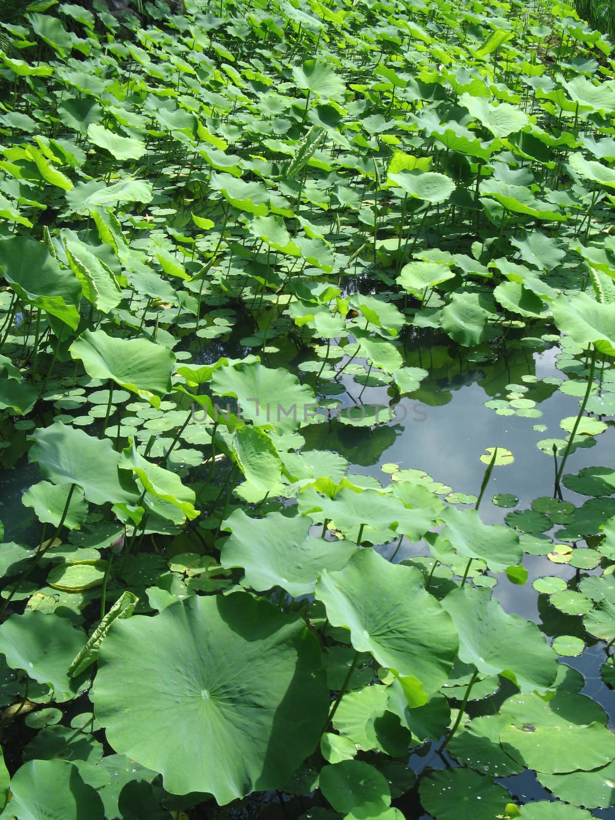 green leaves background