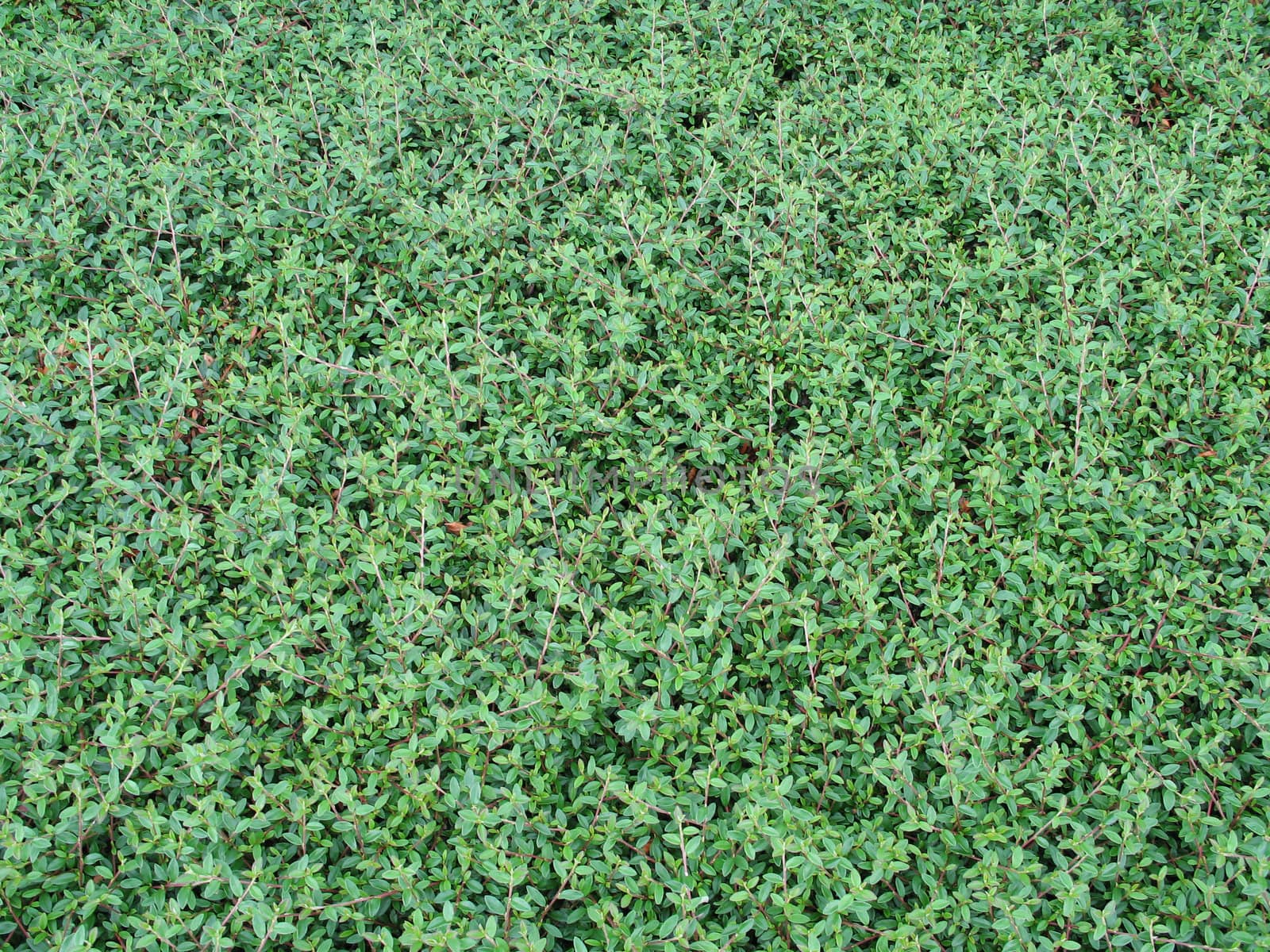 green leaves background