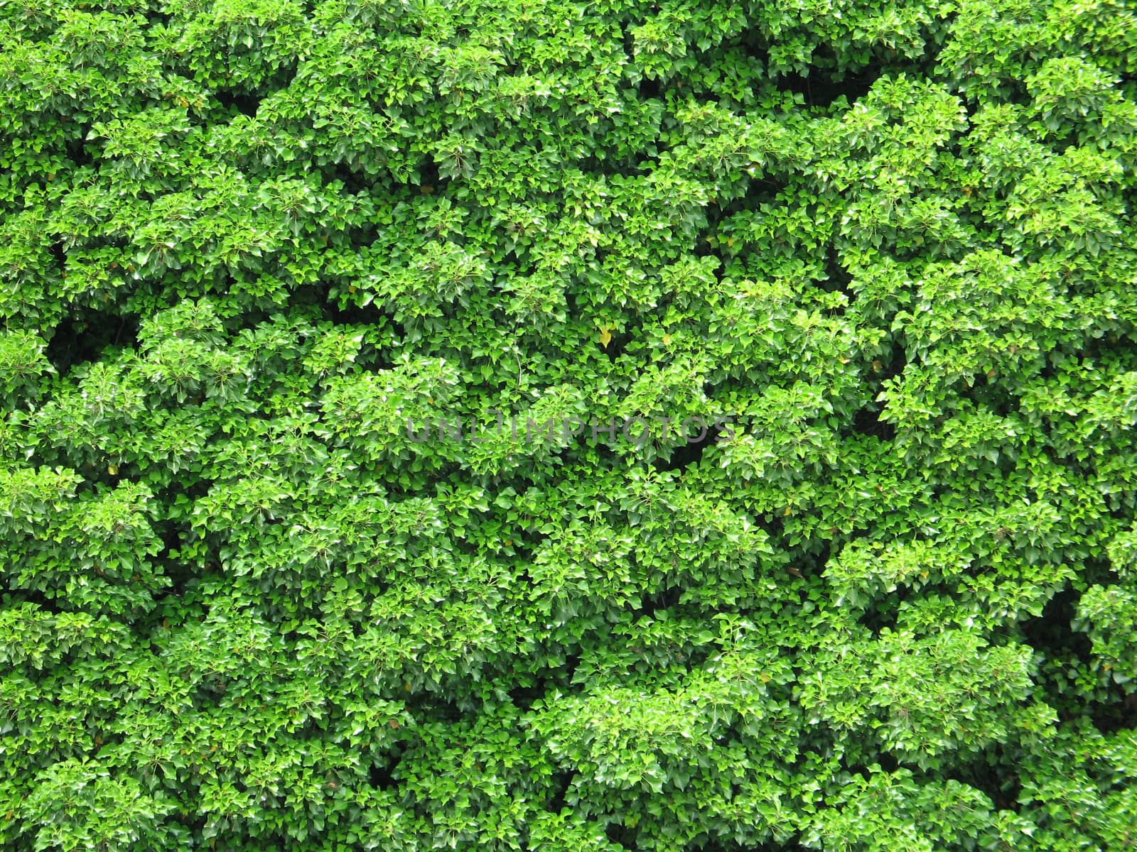 green leaves background