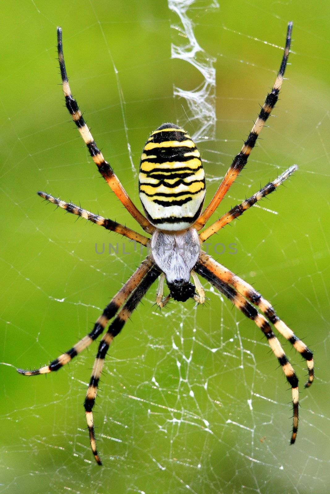 Argiope bruennichi spider eating in the web