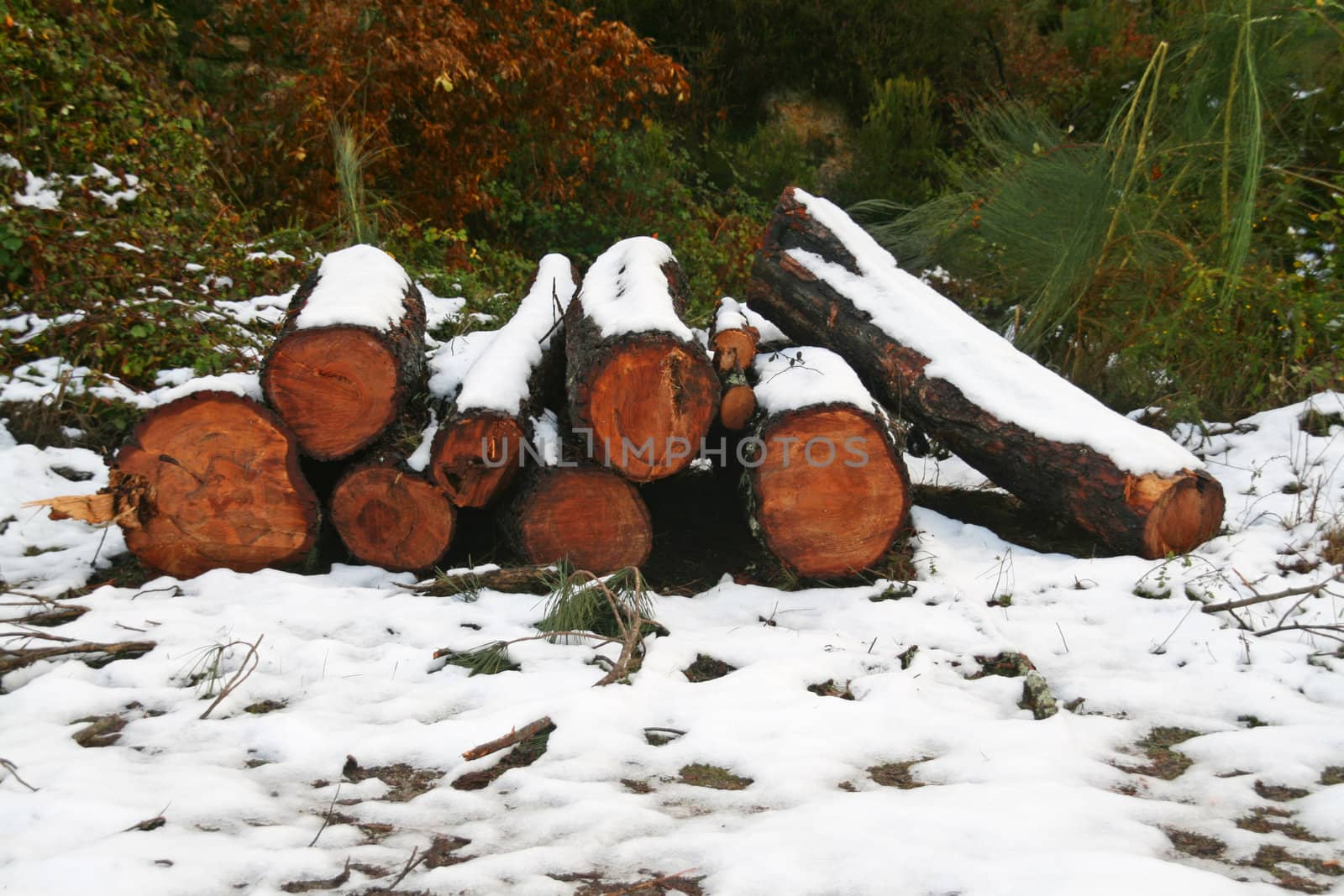 cold winter landscape with snow