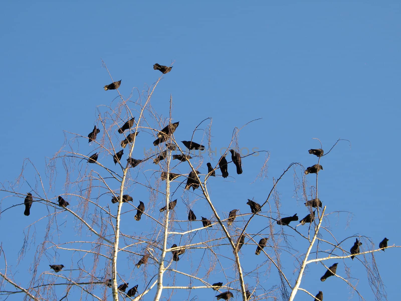 crow family in a tree