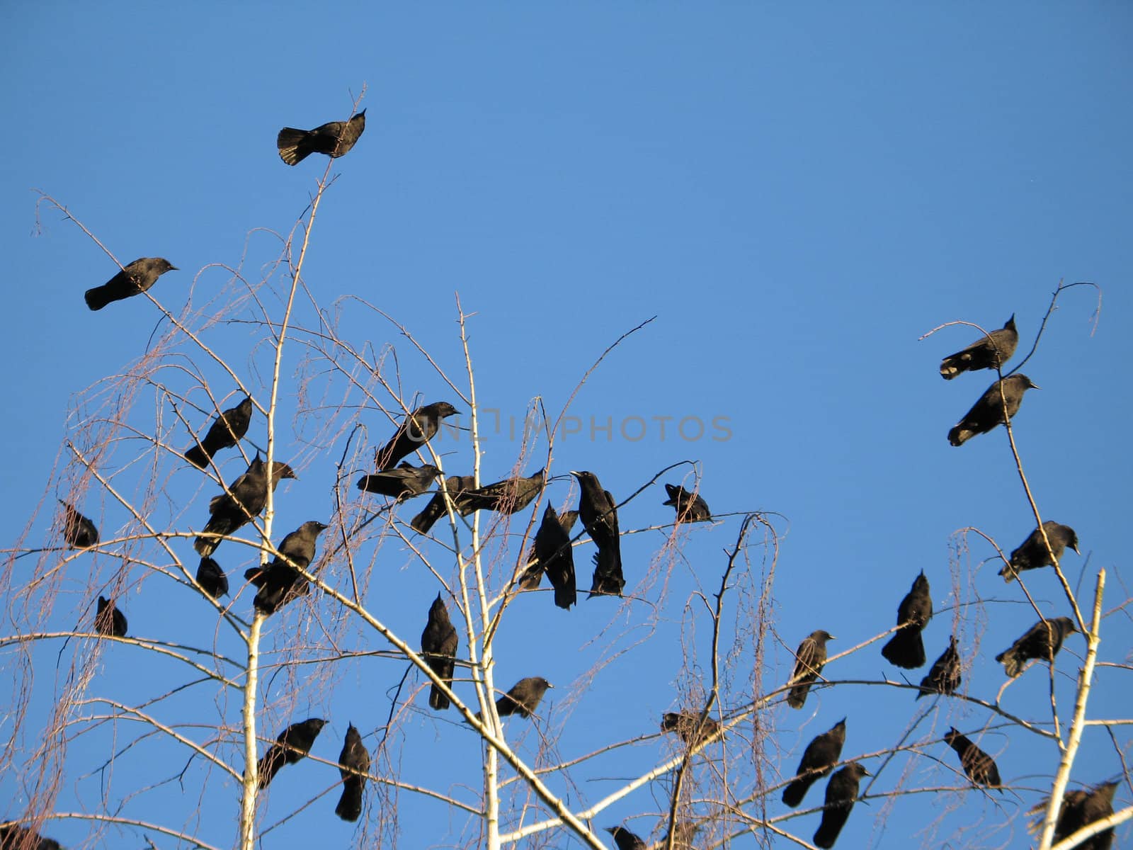 crow family in a tree