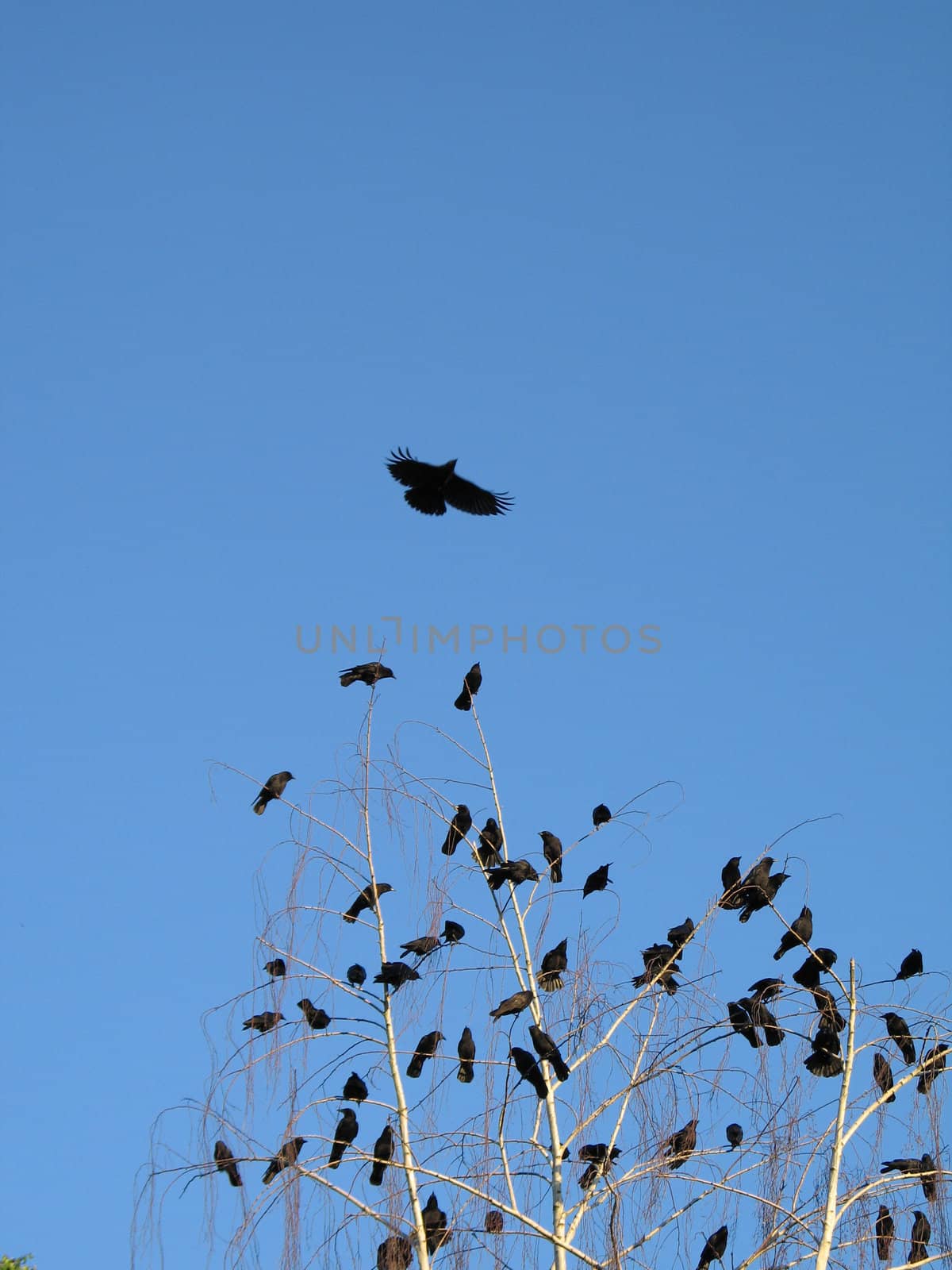 crow family in a tree by mmm