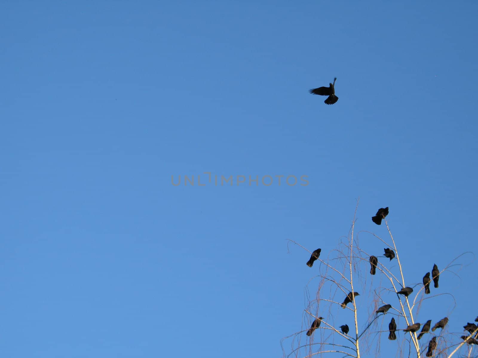 crow family in a tree by mmm