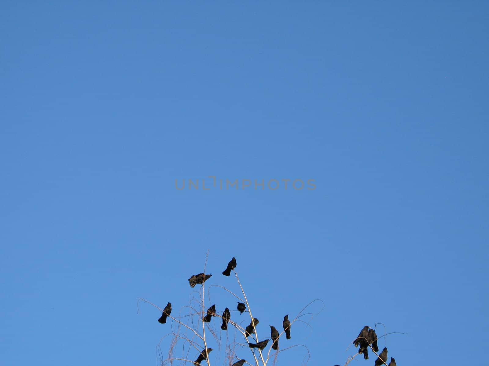 crow family in a tree by mmm