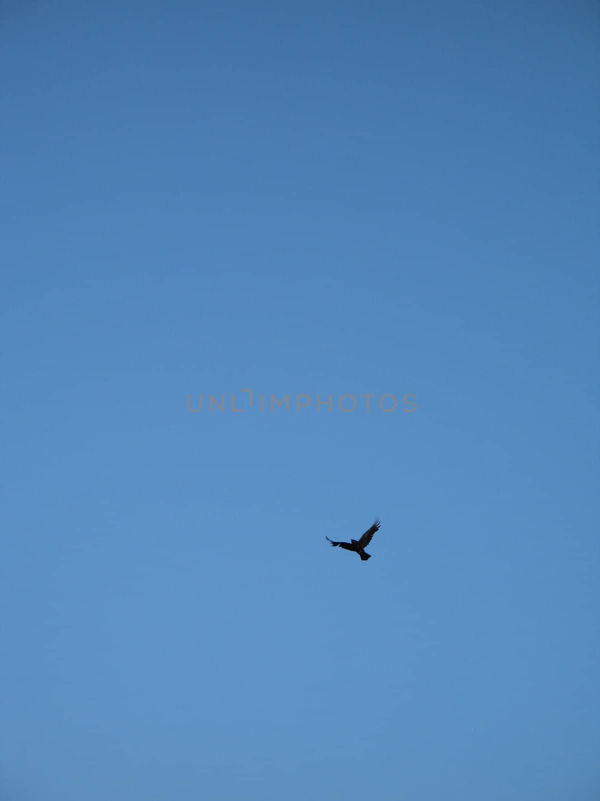 crow flying in the blue sky by mmm