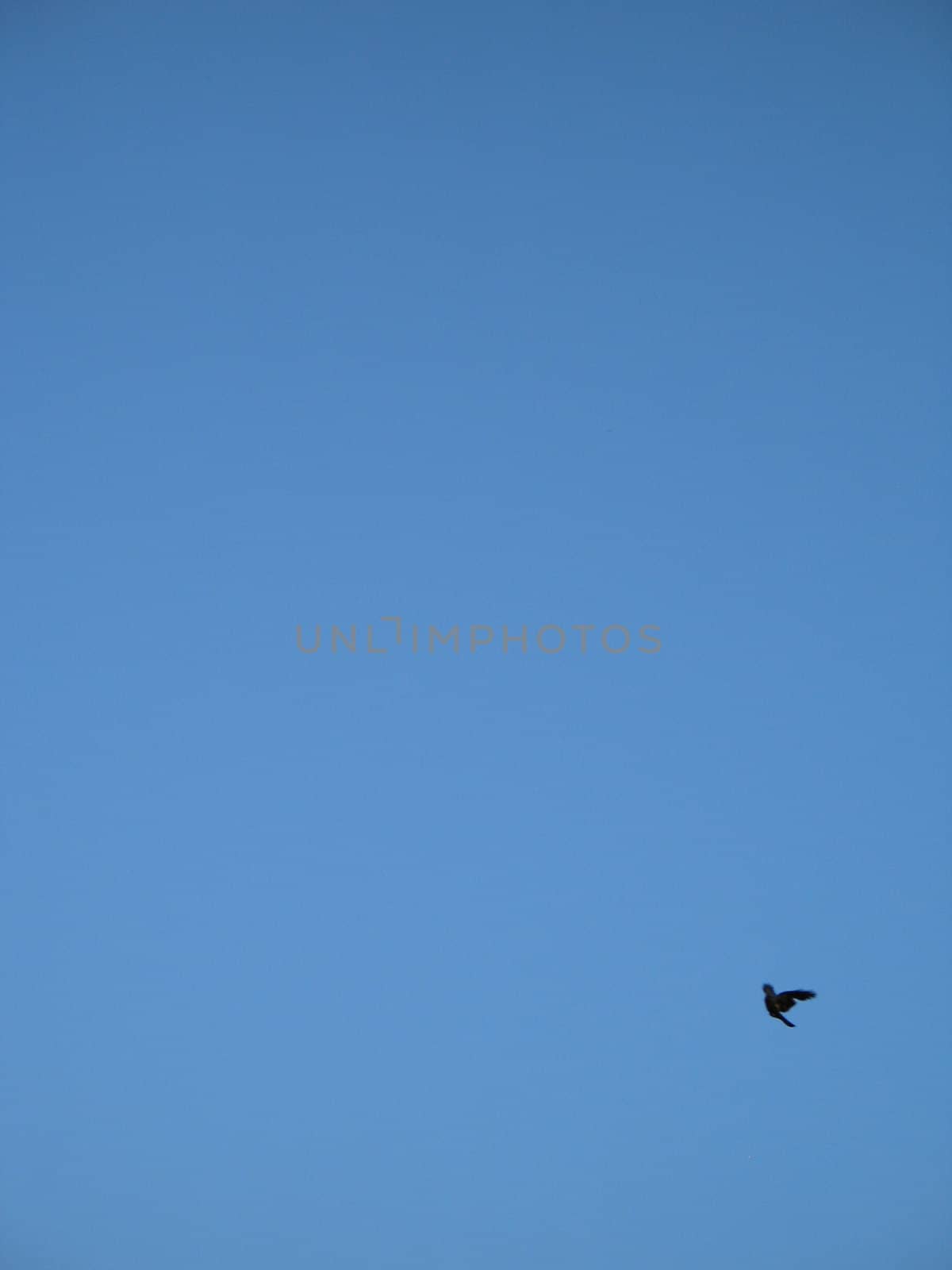 crow flying in the blue sky