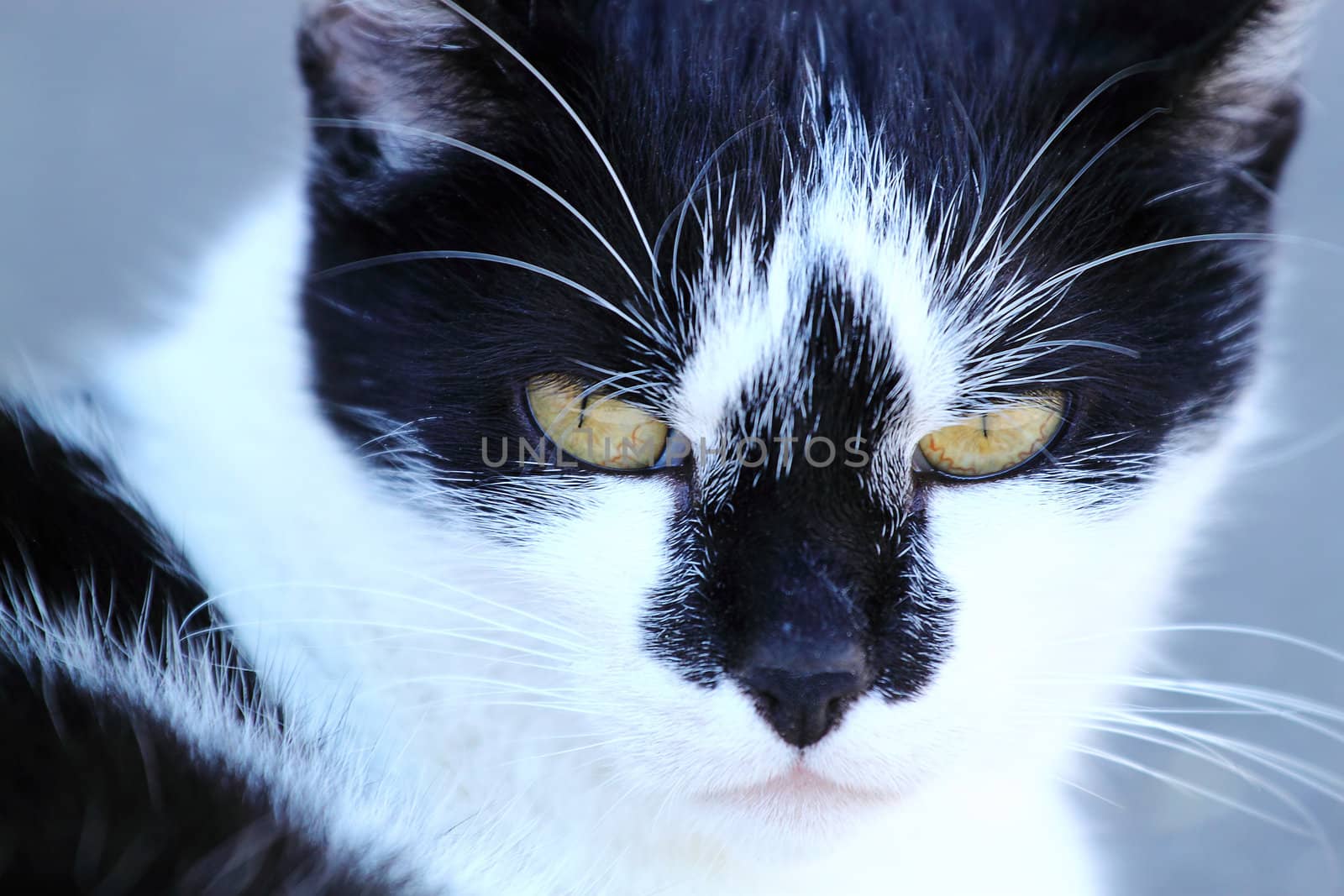 close up cat portrait  by artush