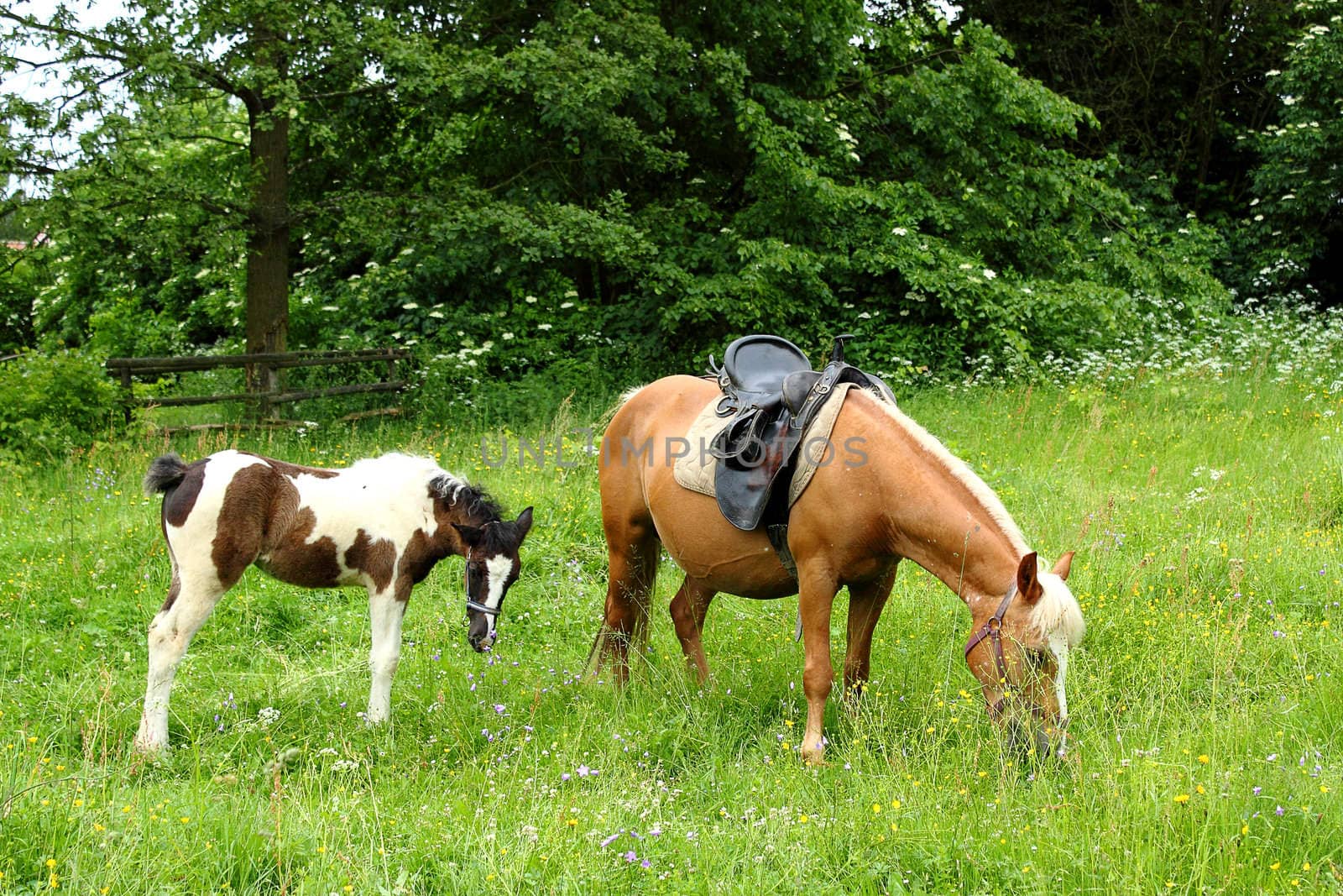 grazing mare and her foal on grass field