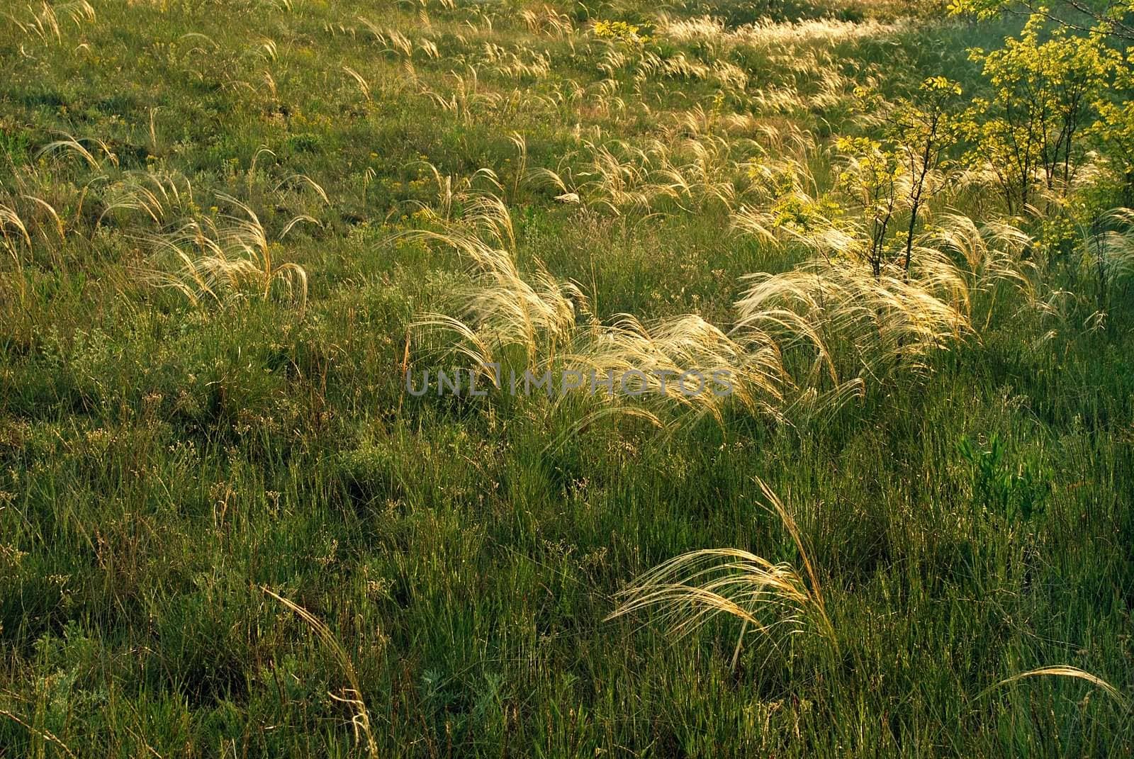 botanical grass background on wind in sunny color