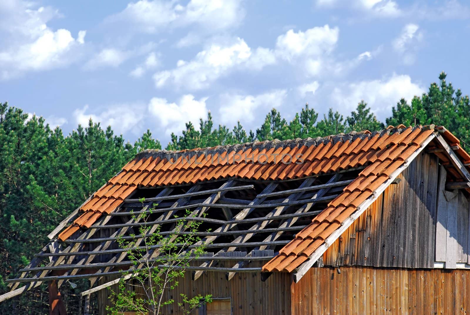 Demolished tiled roof of old wooden house in forest