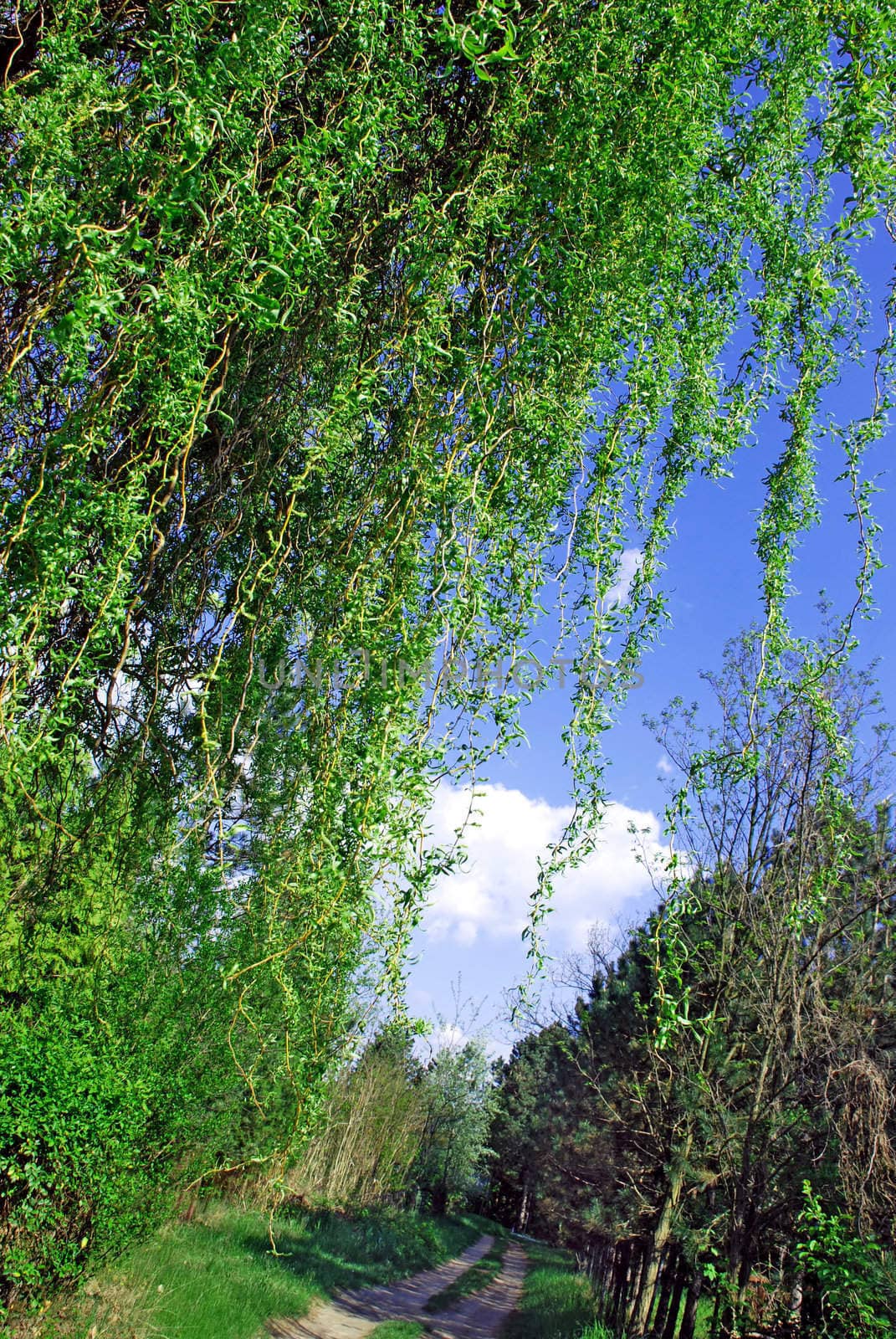 road through green summer sunny forest, brunch curtain