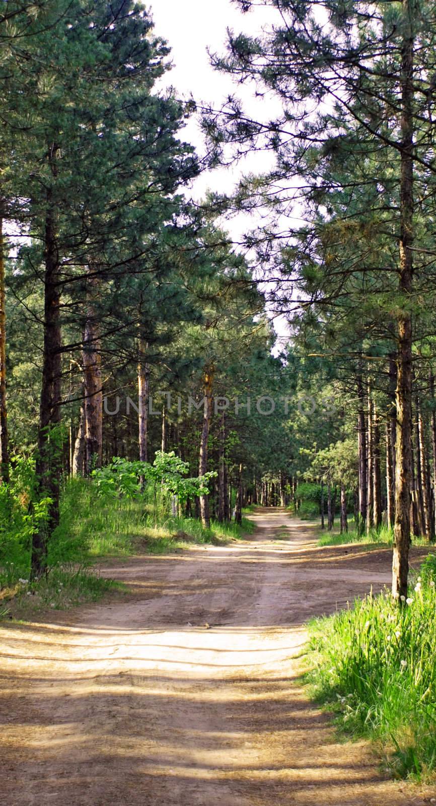 sand way through sunny forest, high pine trees