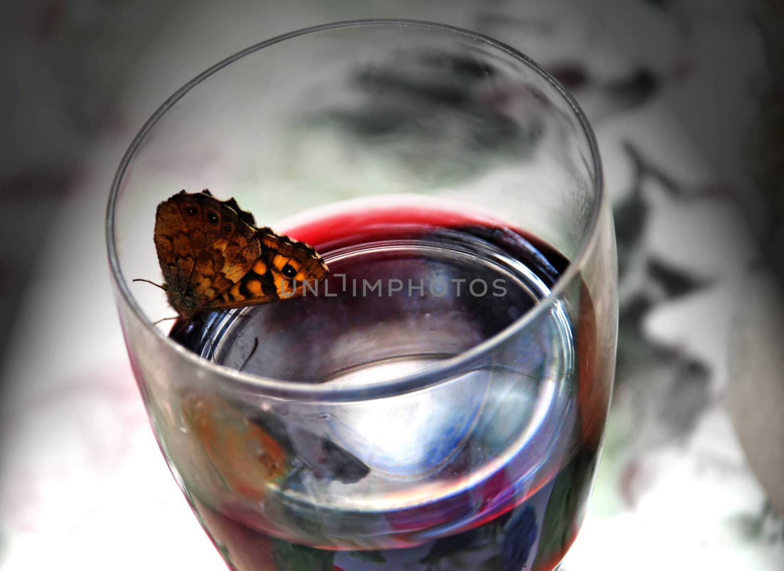 butterfly in wineglass closeup drinking red wine