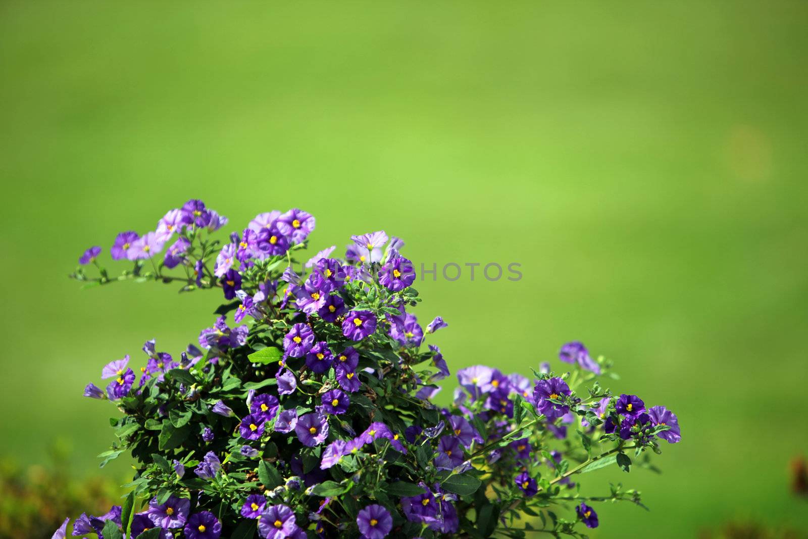 green in the background with lilac flower foreground