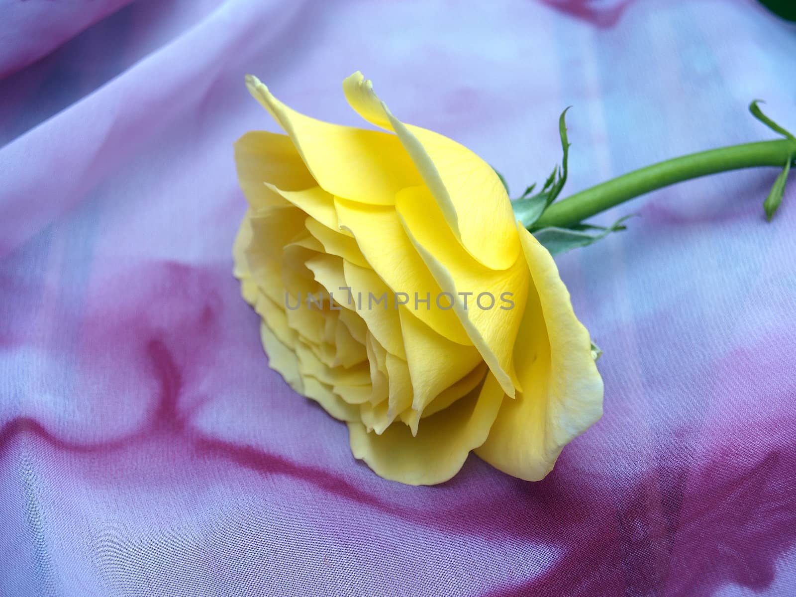 Yellow rose on silk scarf