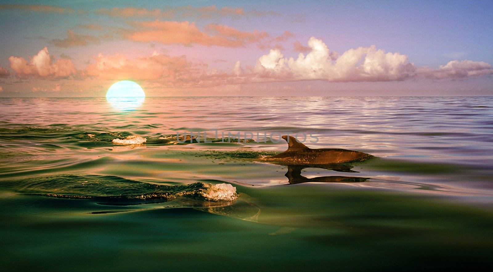 Dolphin in the blue ocean