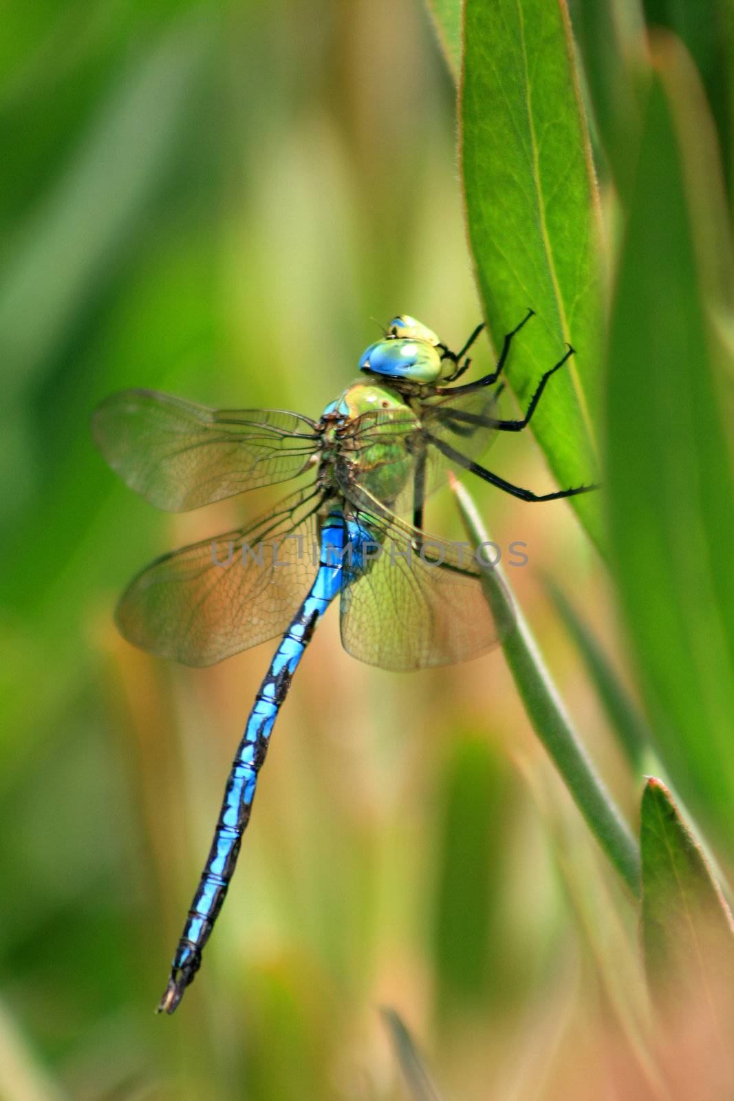 Anax imperator dragonfly in a stick