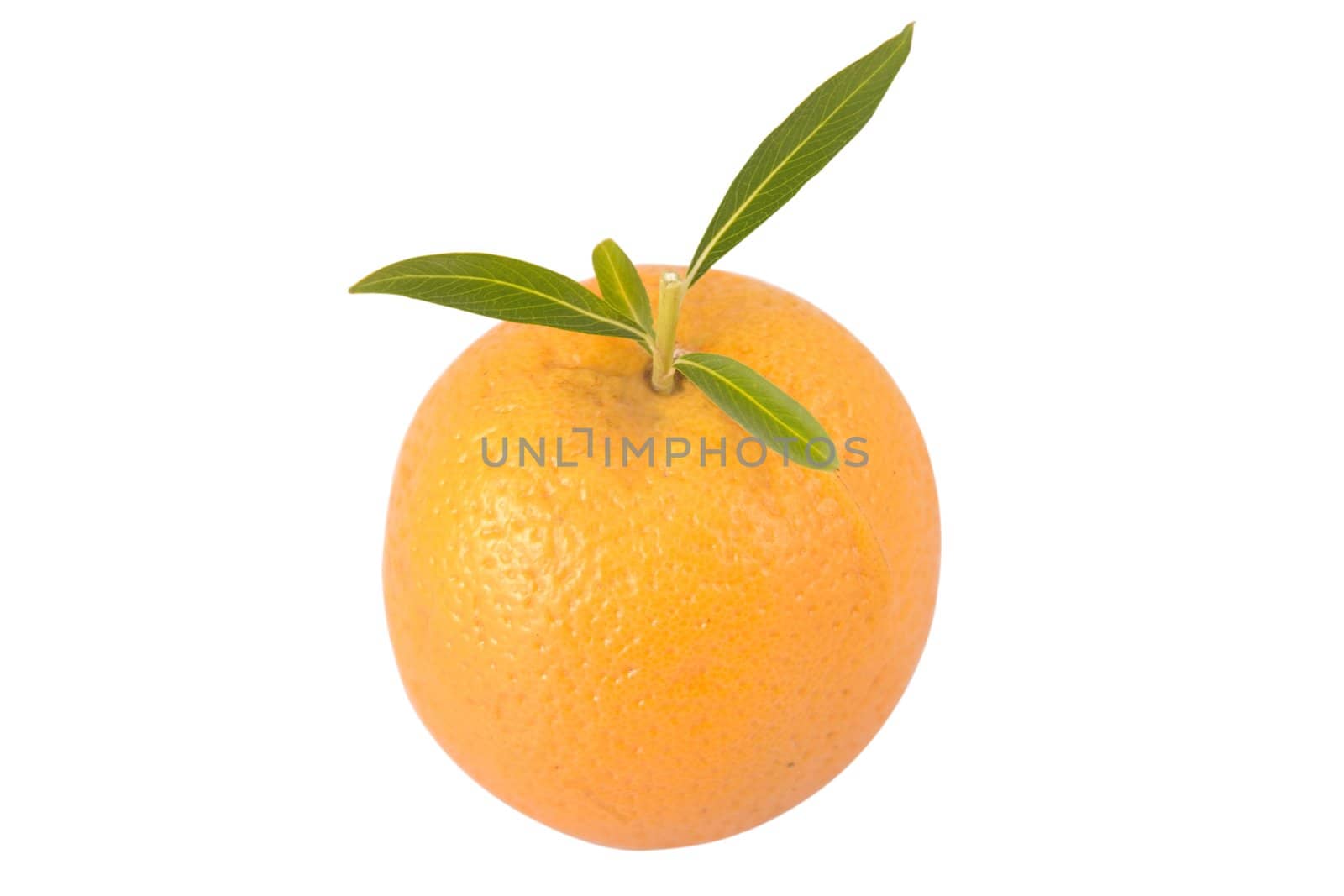 front view of orange with green leaves