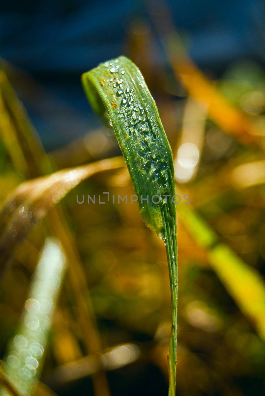 Dew on grass by palomnik