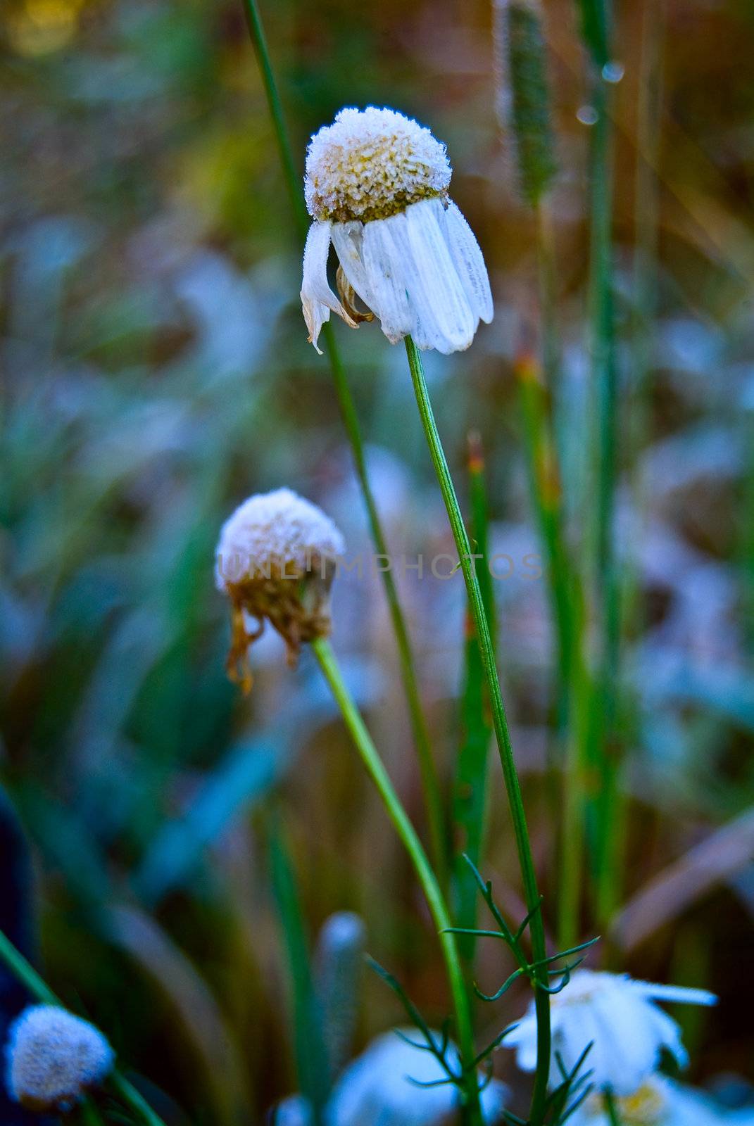 Daisy wheel flower with Hoarfrost by palomnik