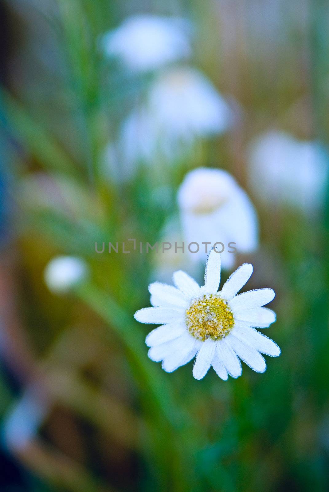 Hoarfrost on the Daisy wheel flower. Cold weather.