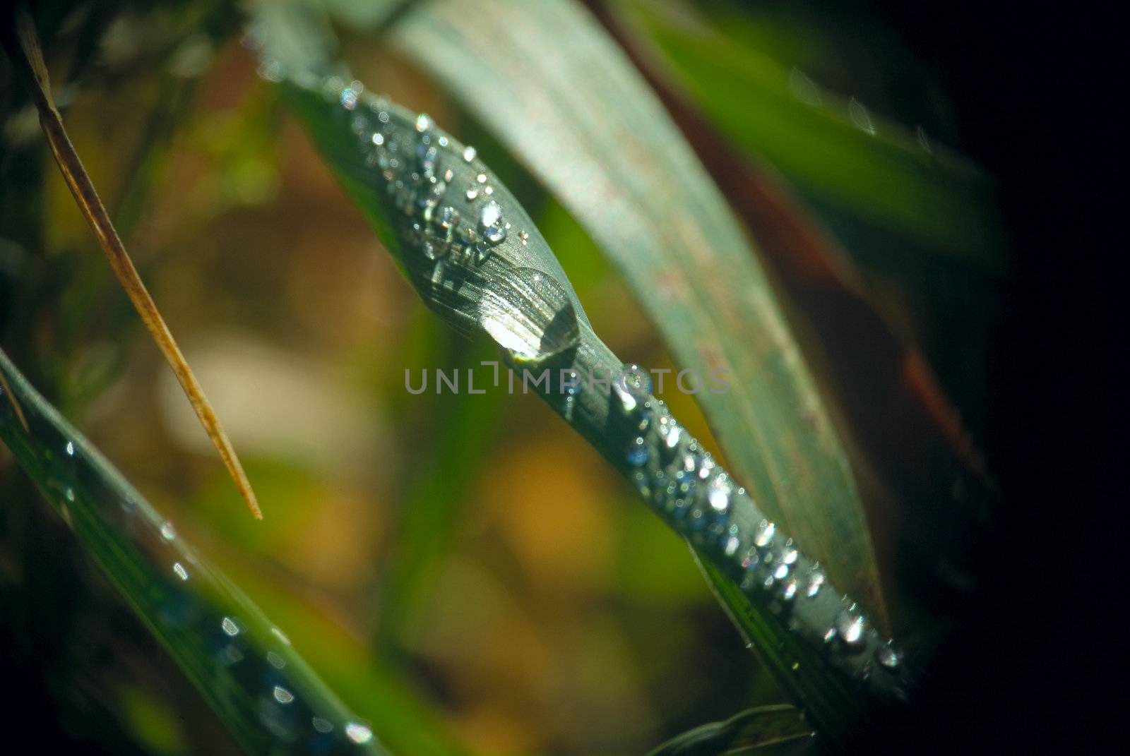 Summer. Drops of dew on the grass