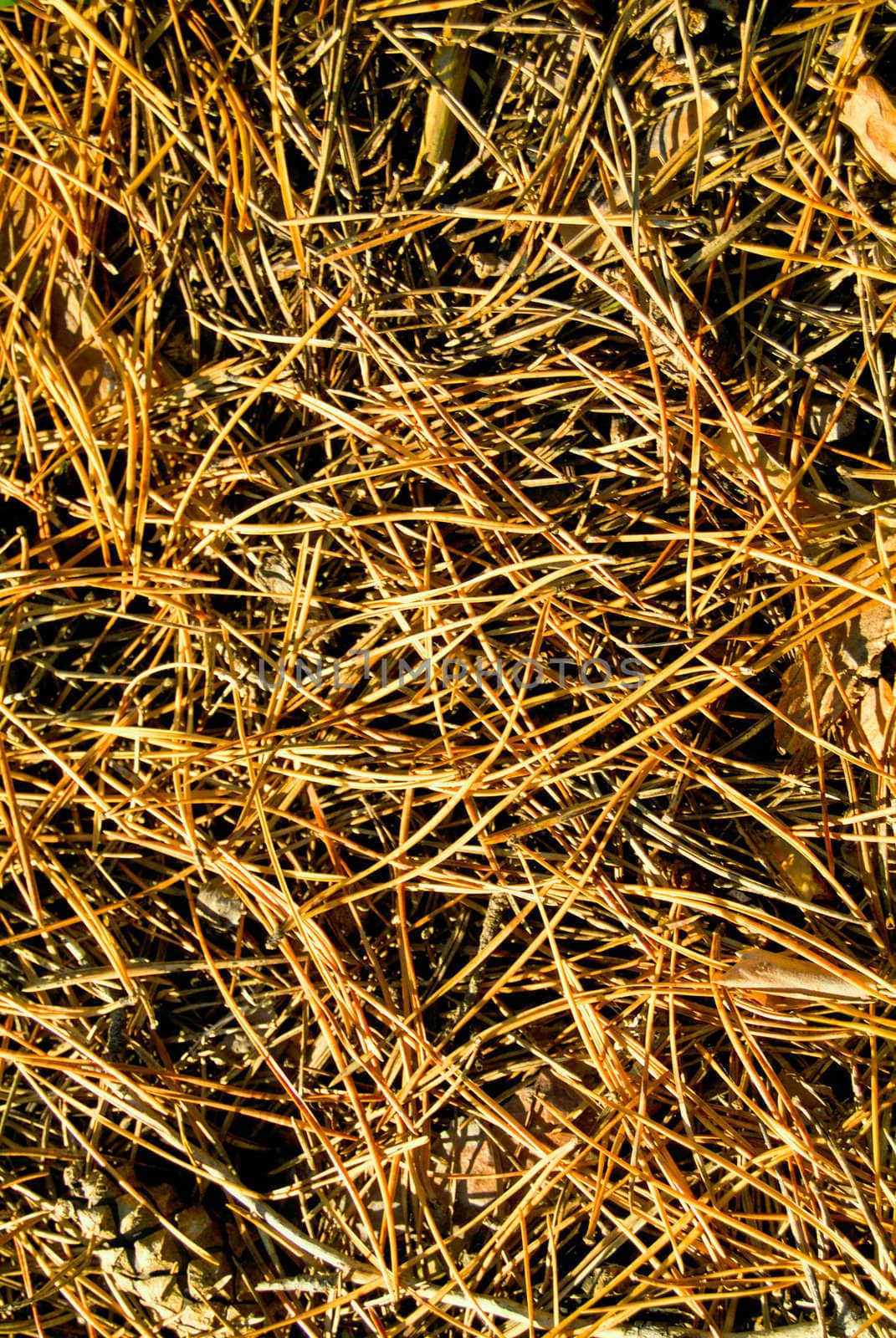 Texture of pine tree needles by palomnik