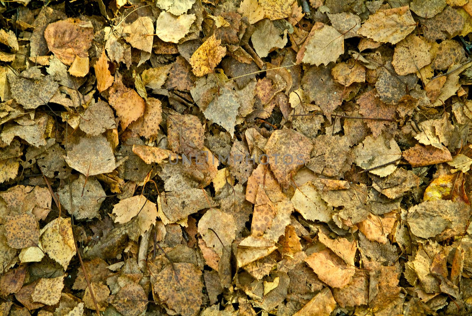 The fallen down autumn foliage texture background
