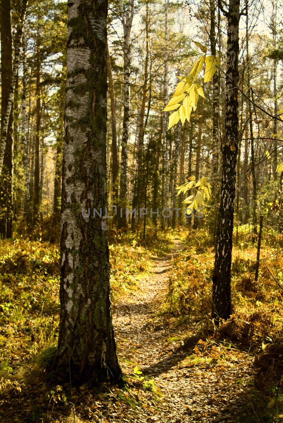 Autumn landscape. The Trees with fallen down foliage