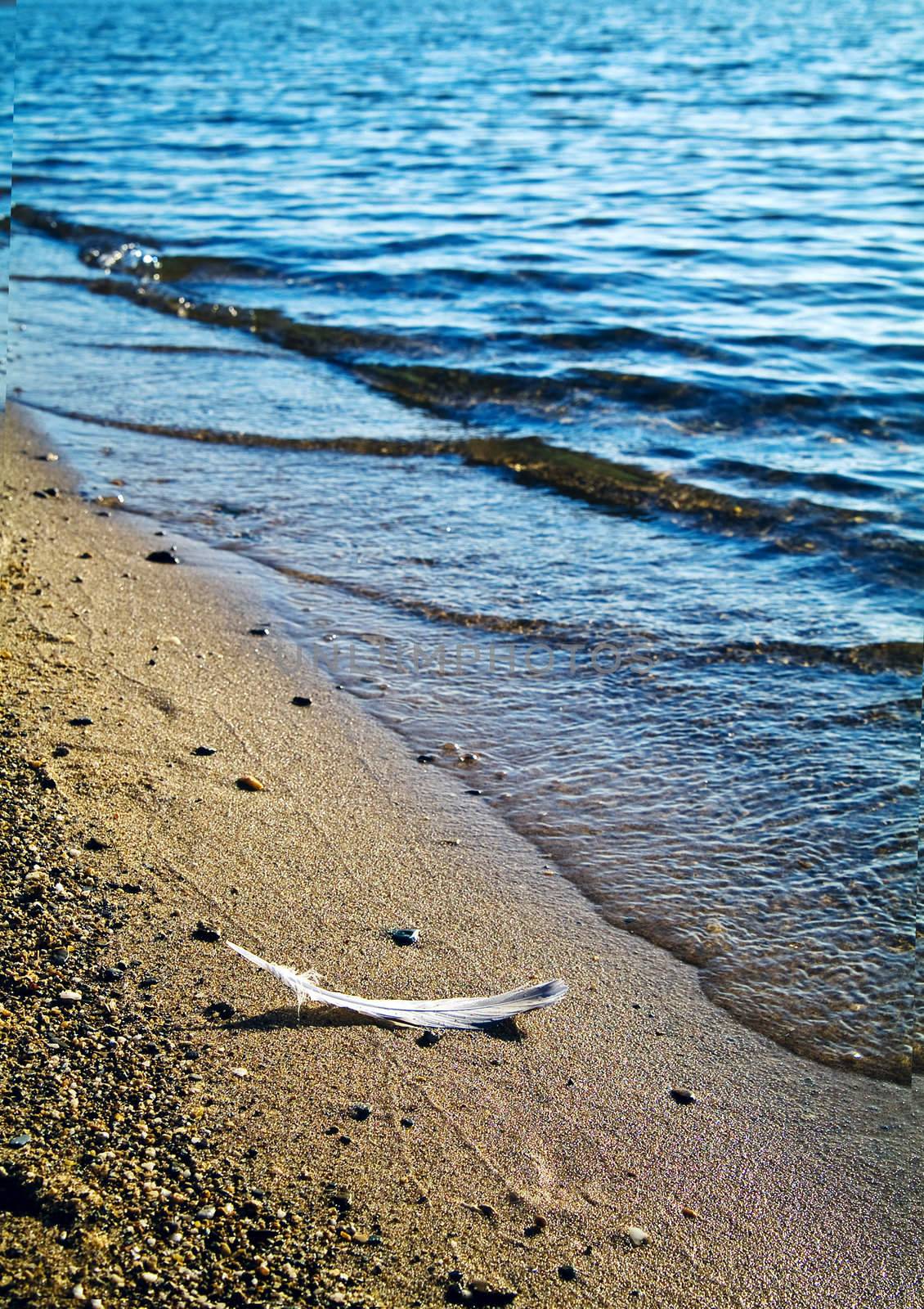 feather on the seacoast by palomnik