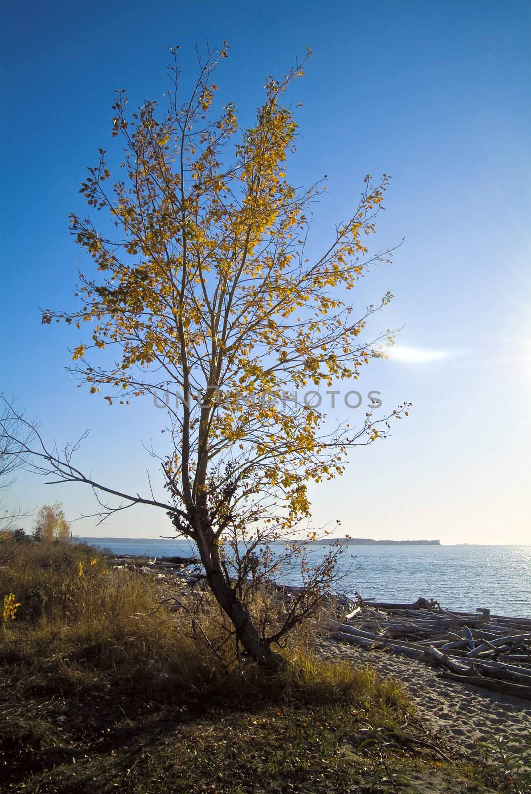 Tree on the coast by palomnik