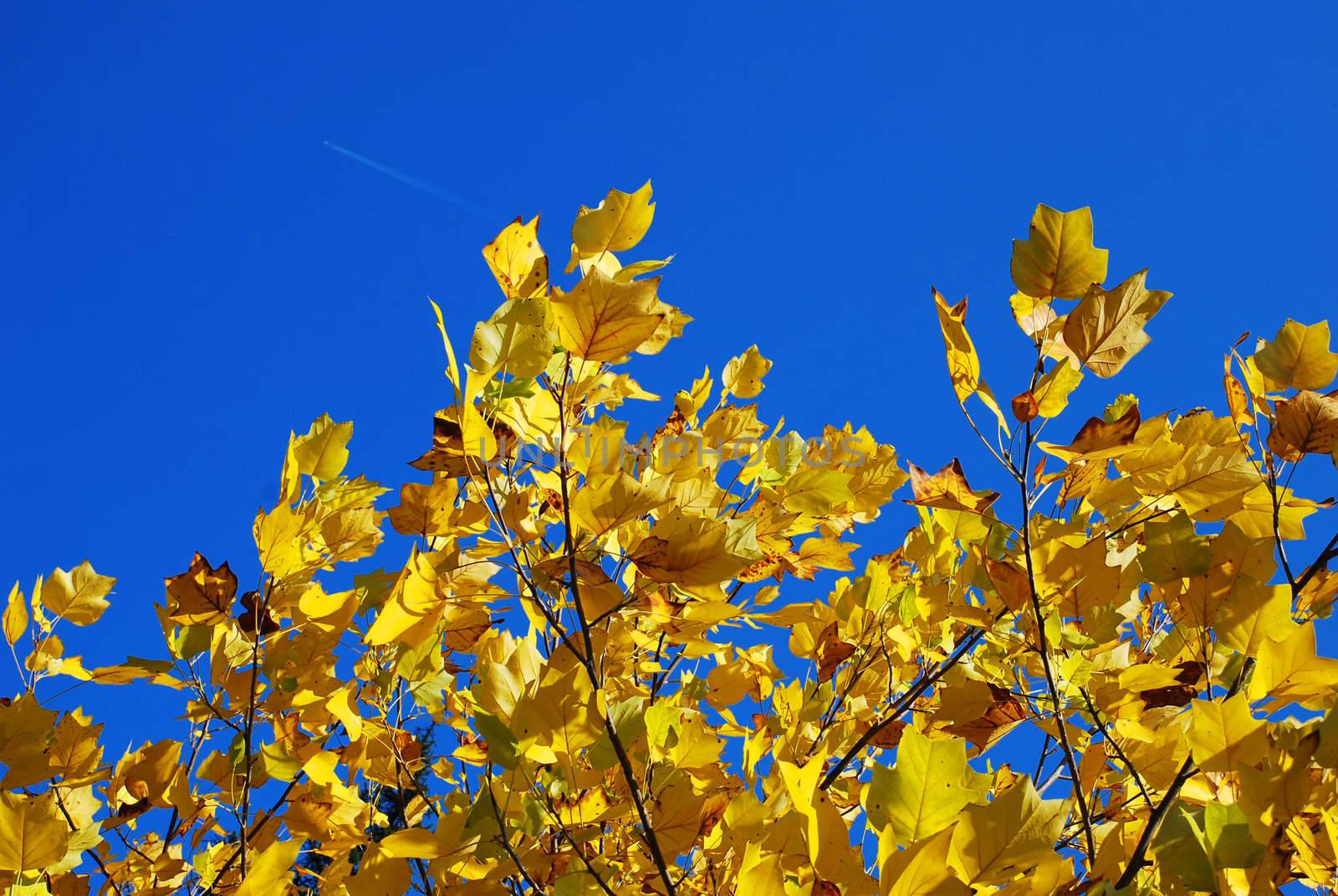 Yellow autumn leaves blue sky by simply