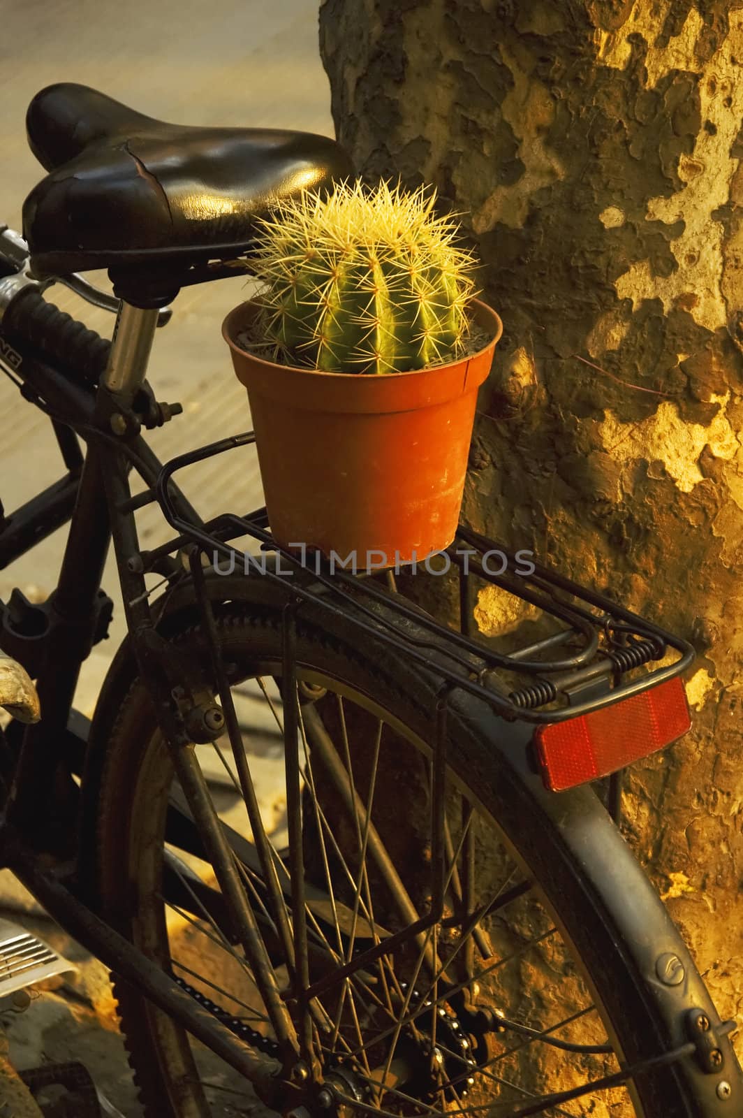 old bicycle with a plant on the back over a tree