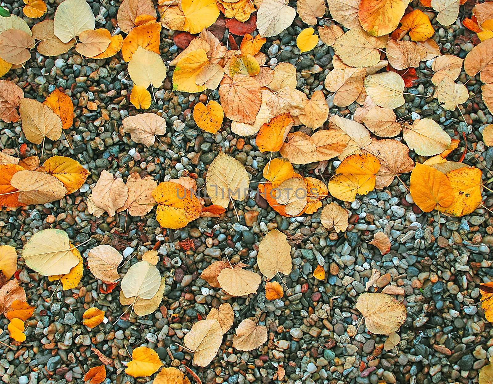 yellow and red wet autumn leaves over rocks
