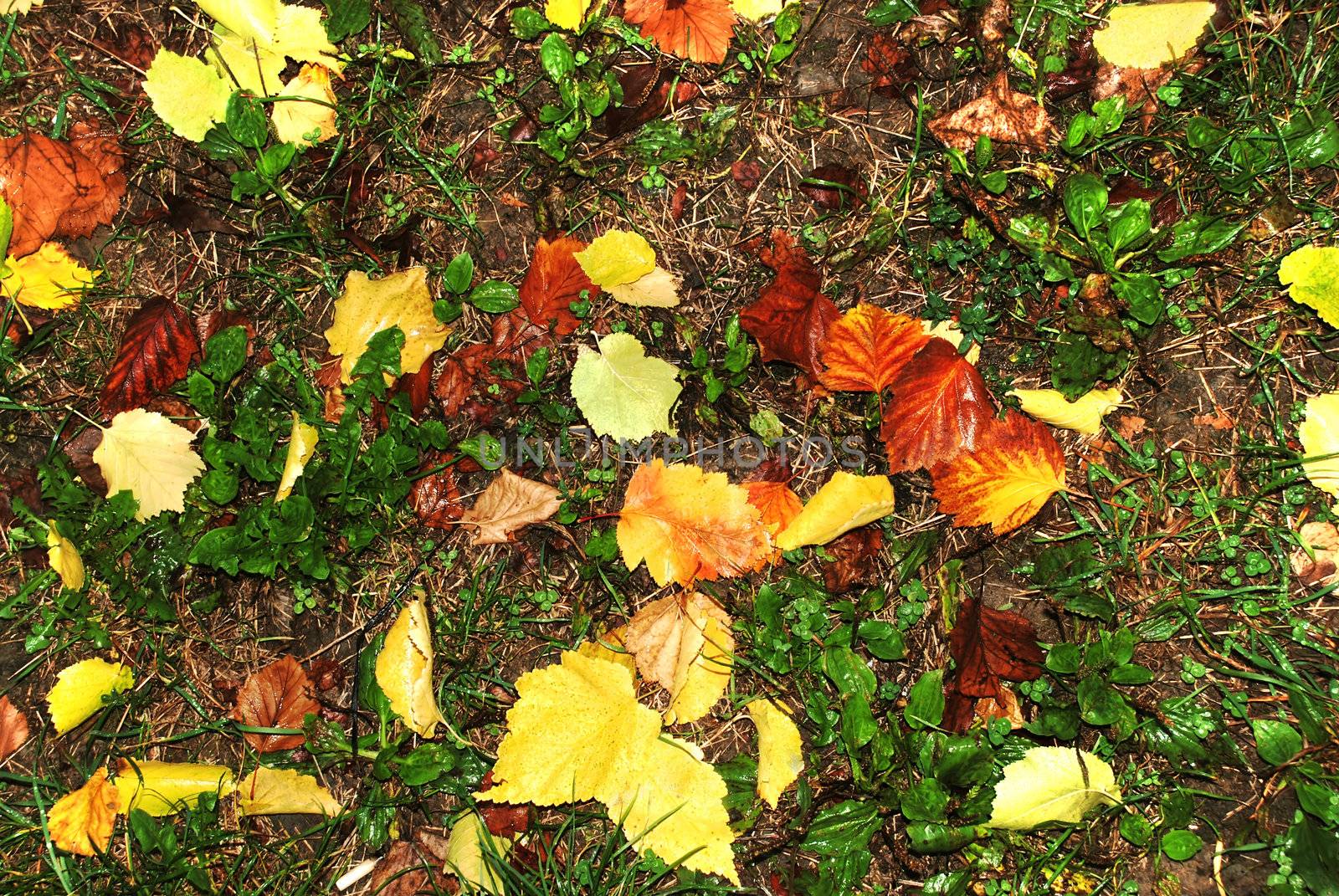 Autumn wet leaves background by simply
