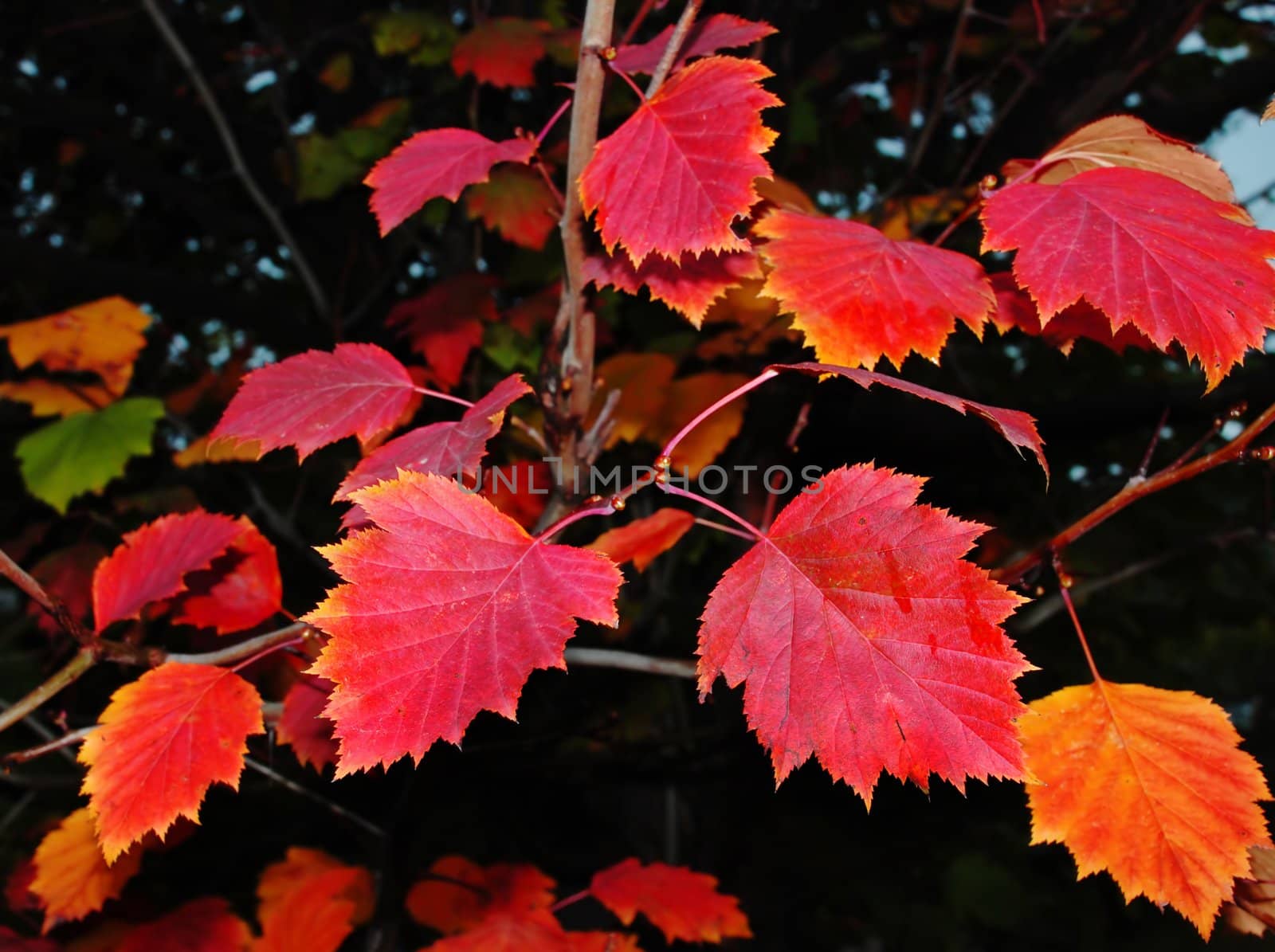 red tree leaves over black background