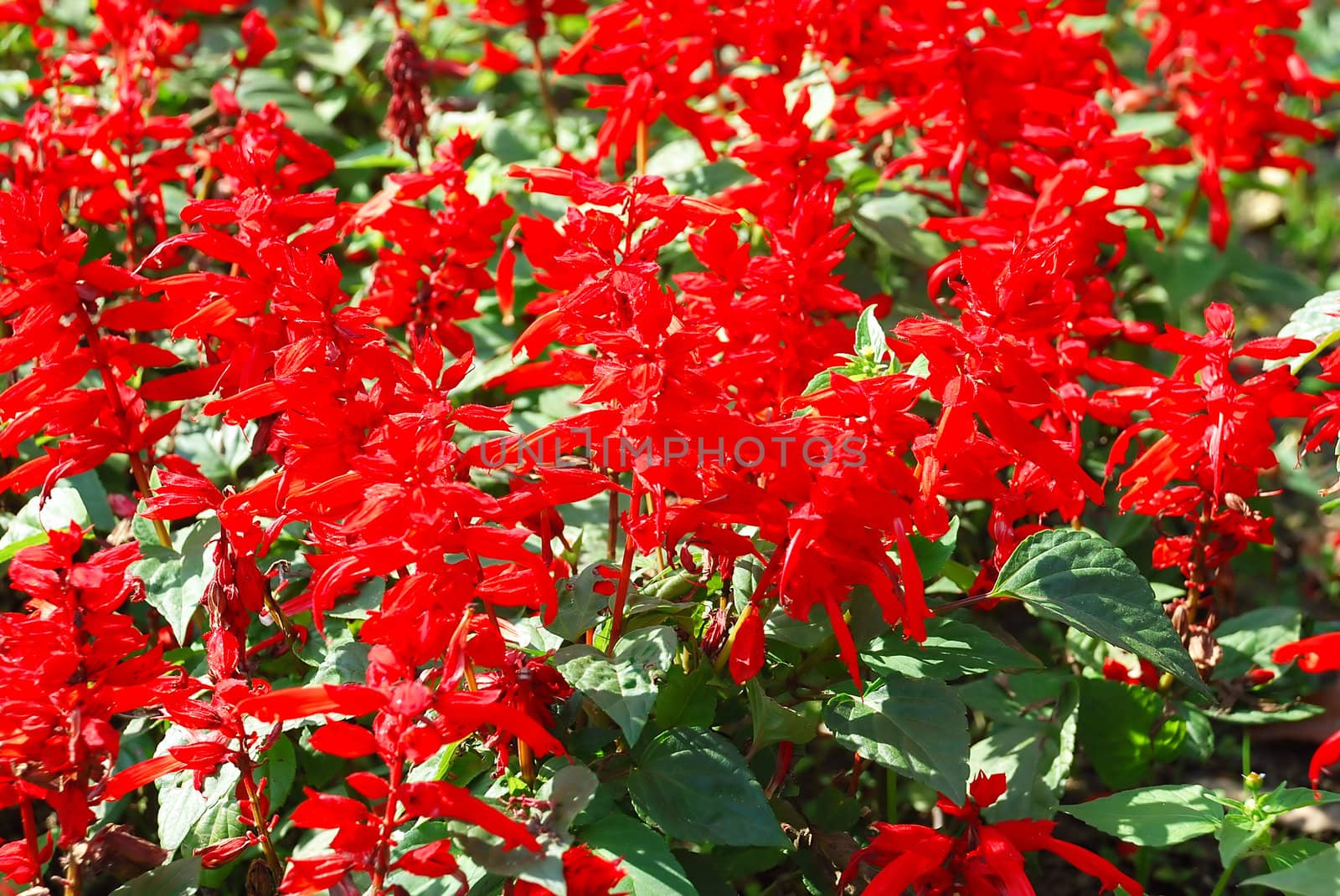 red flowers green leaves botanical floral background
