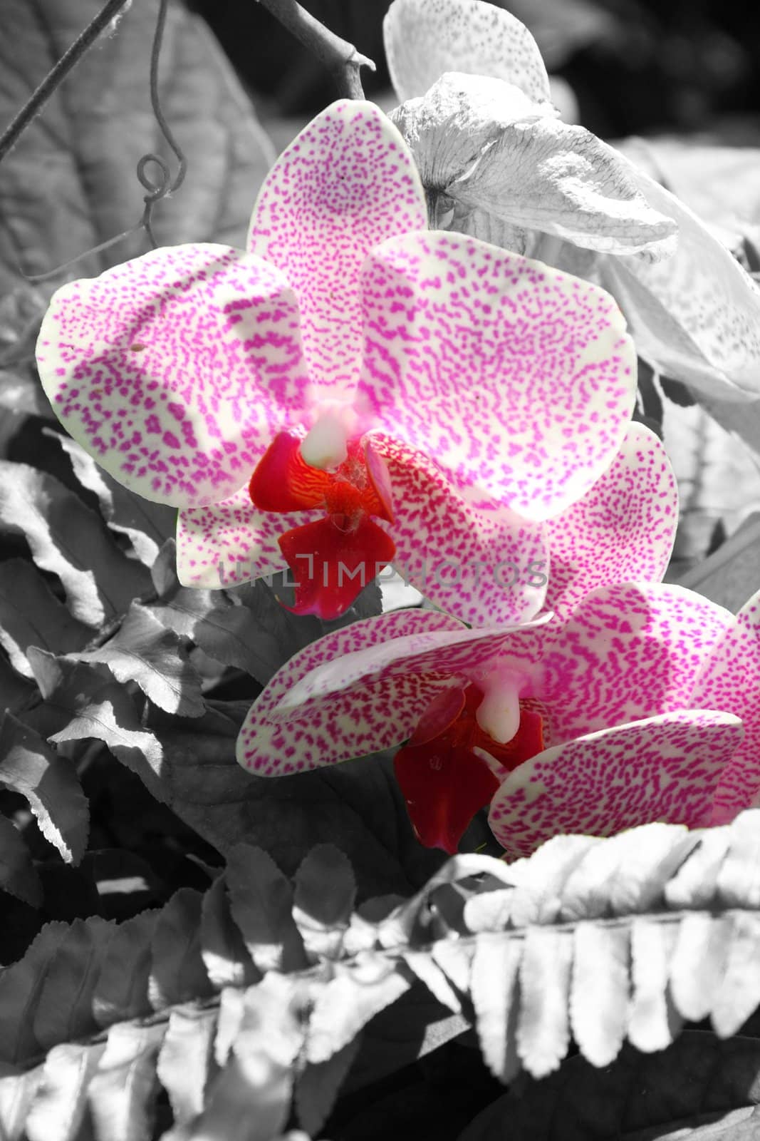 Flowers selectivly colored from a black and white background.