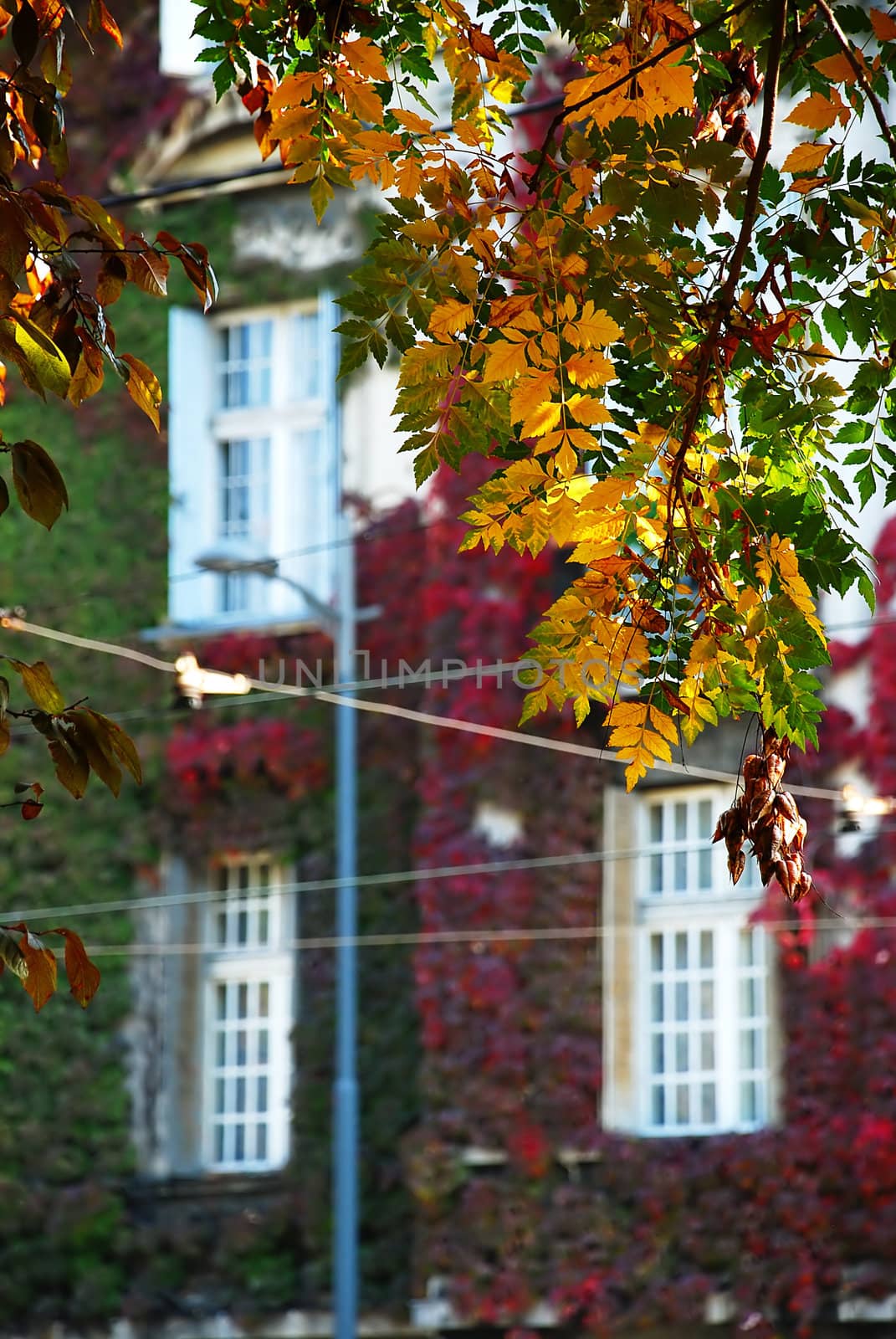 autumn leaves over red ivy building in Belgrade