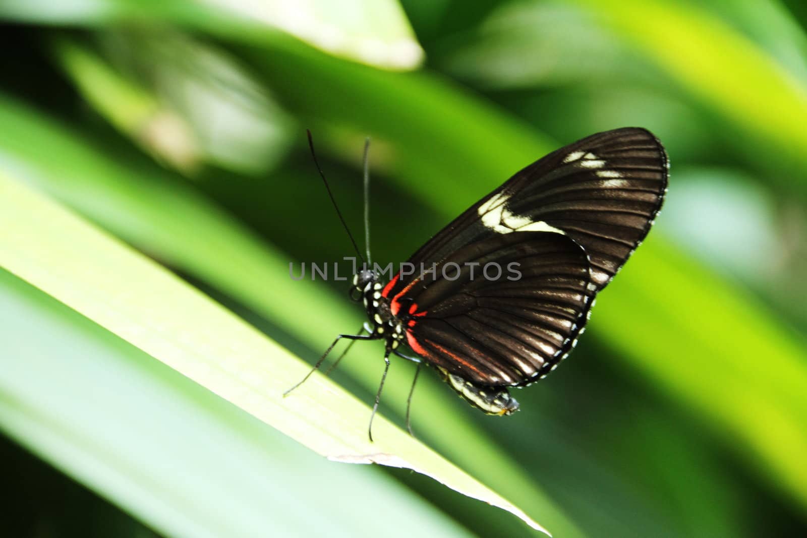 Colorful butterfly on fresh green spring vegetation.