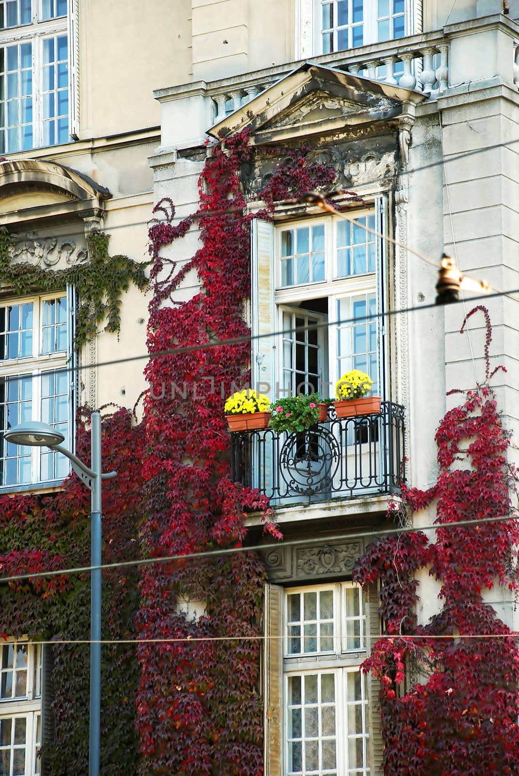 autumn red and green  ivy over facade od classic building in Belgrade, Serbia