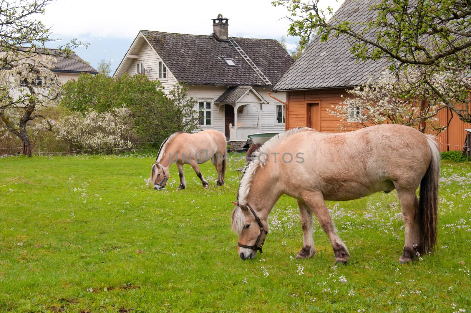Horses in a flowery meadow by GryT